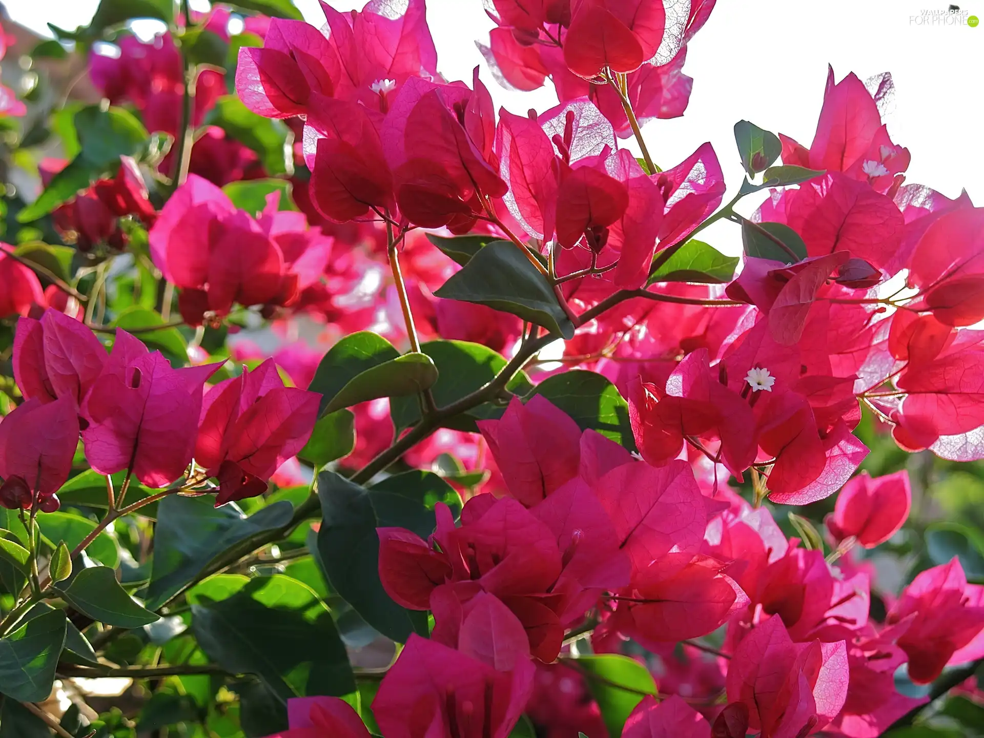 Pink, bush, Bougainvillea, Flowers