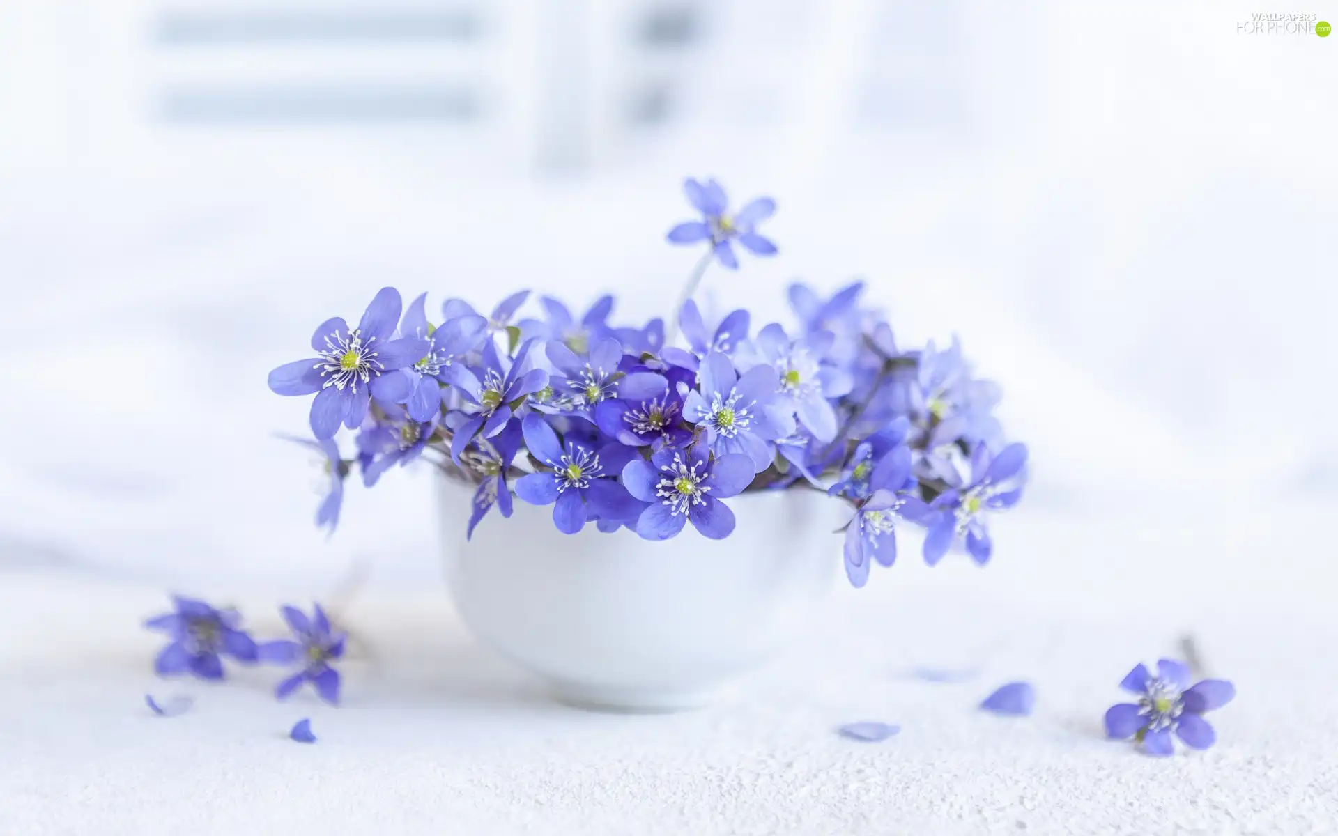 bowl, Flowers, Liverworts, bouquet