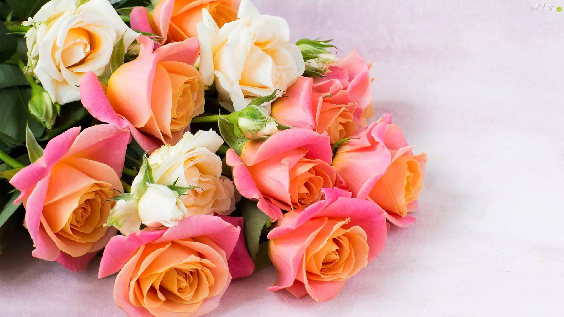 color, bouquet, bright background, roses