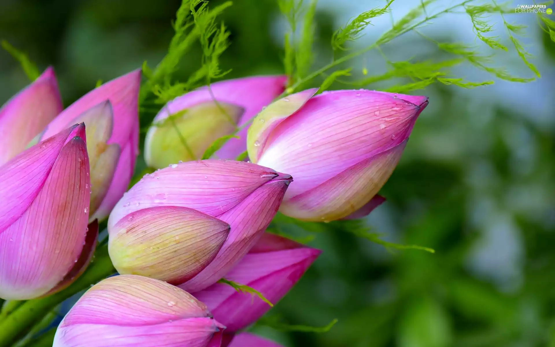bouquet, lotus, Flowers