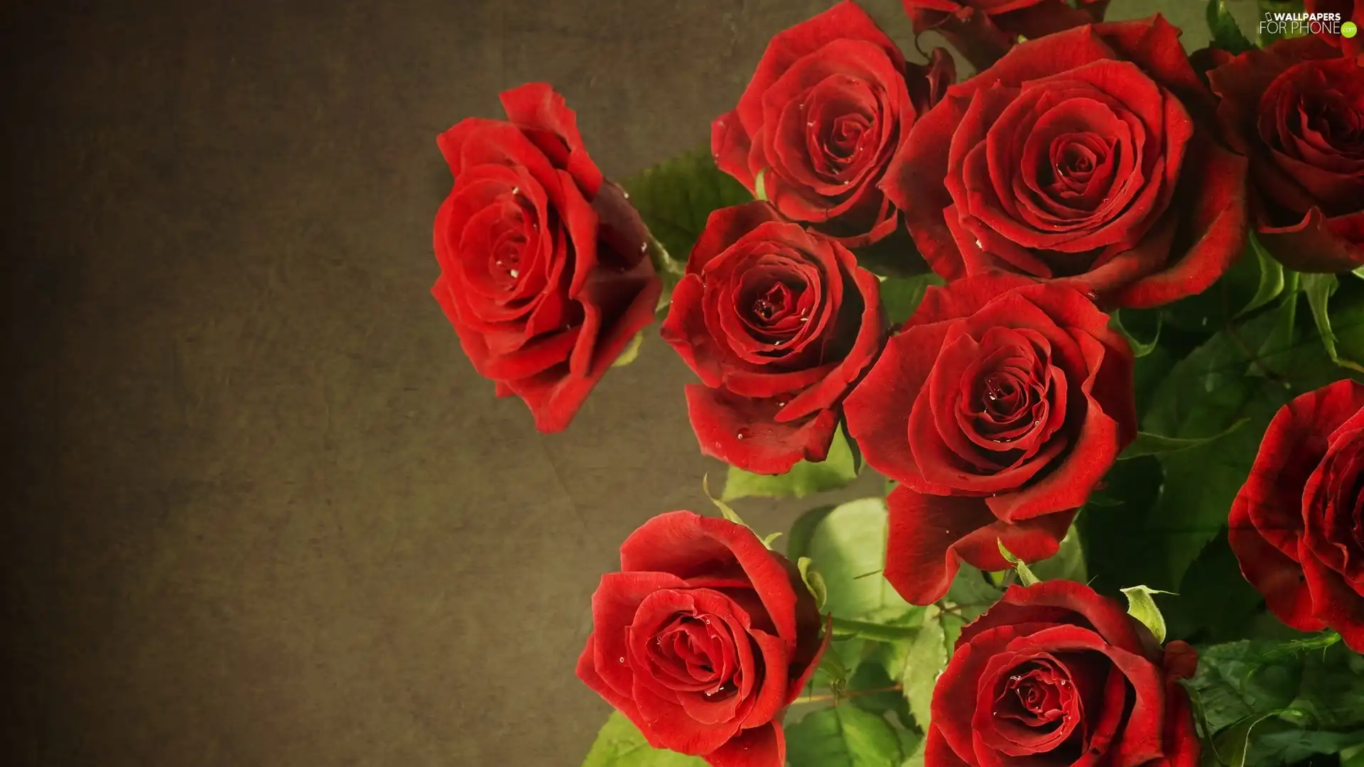 bouquet, Red, roses