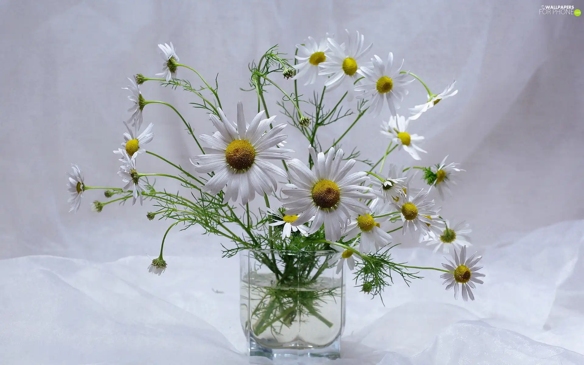 bowl, bouquet, Camomile