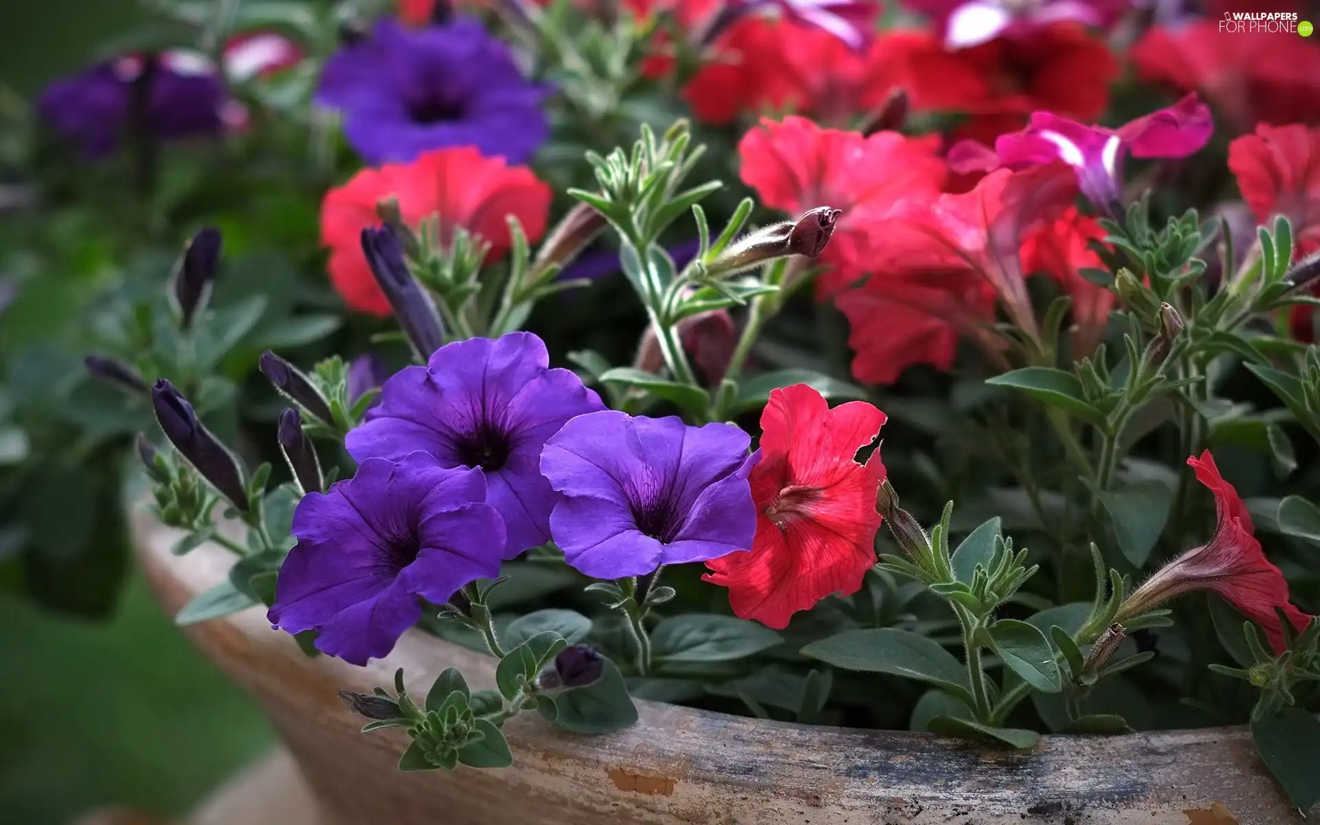 Red, petunias, bowl, purple