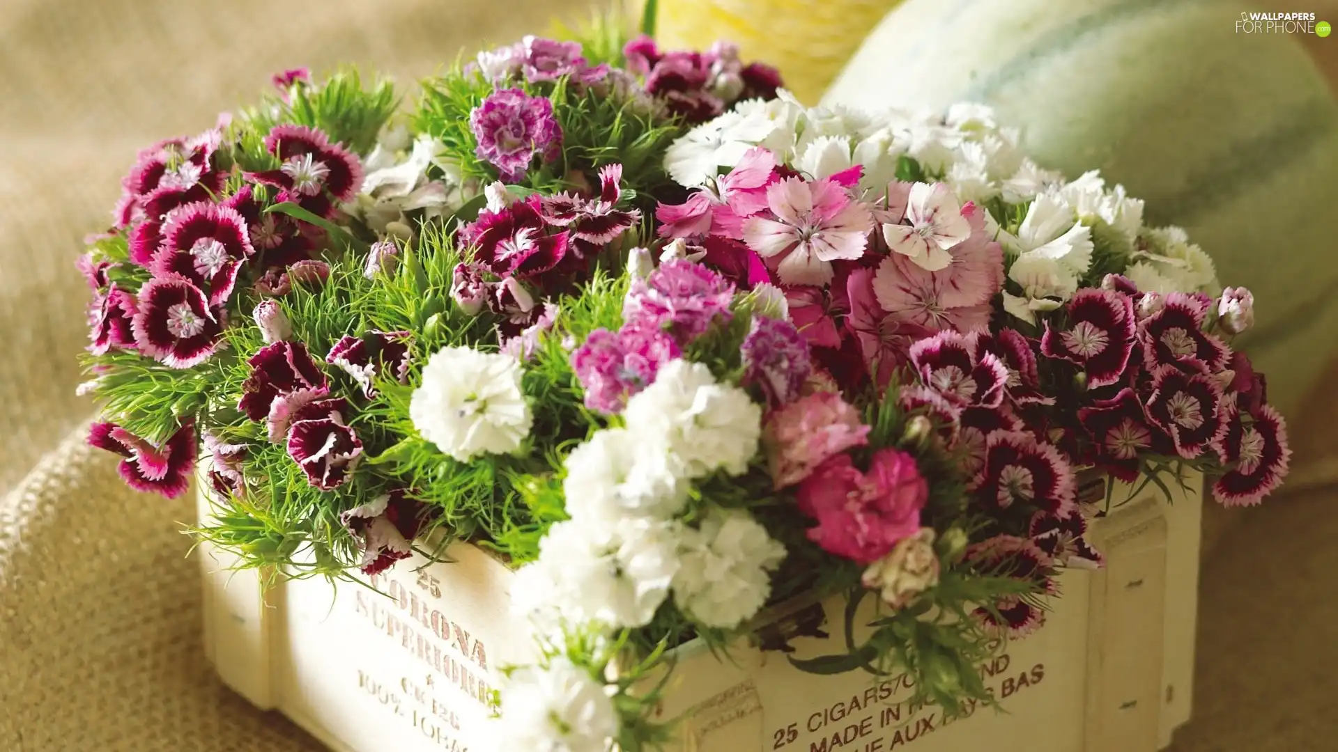 color, flowers, Box, bouquet