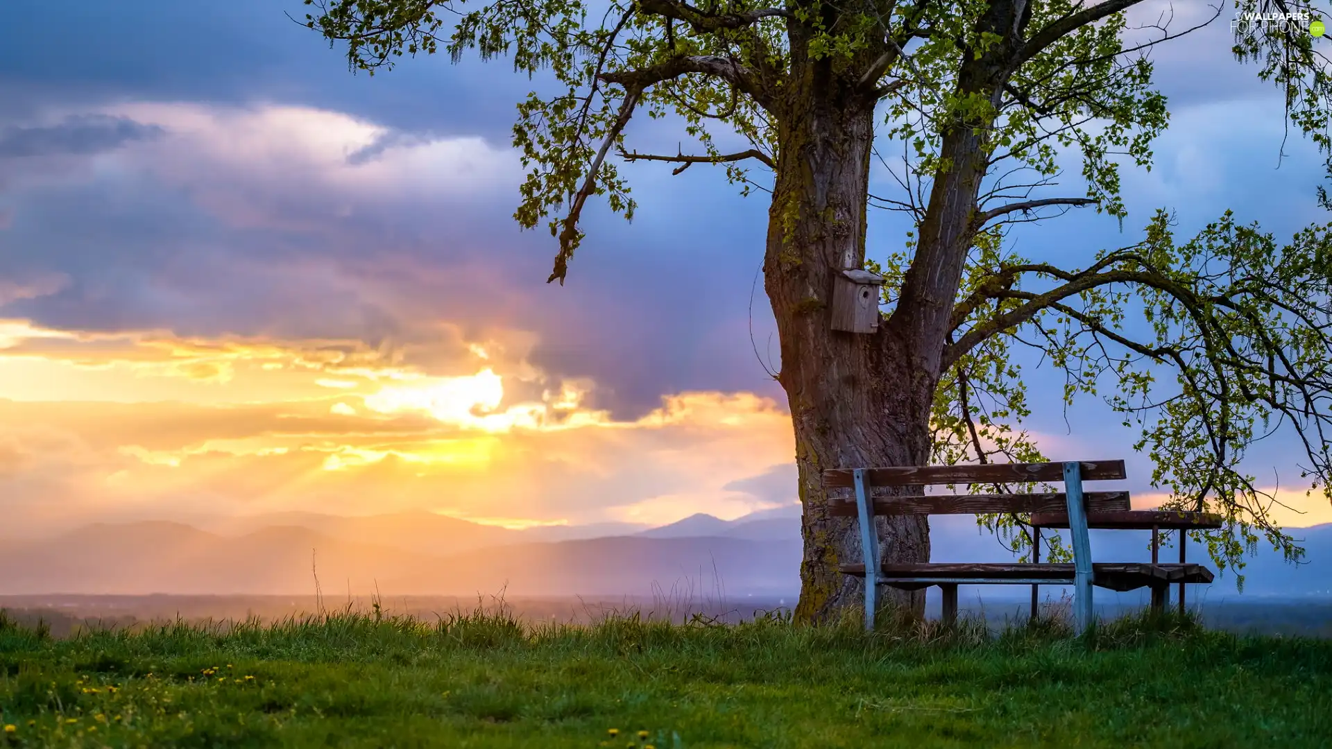 Great Sunsets, Nesting Box, Bench, trees