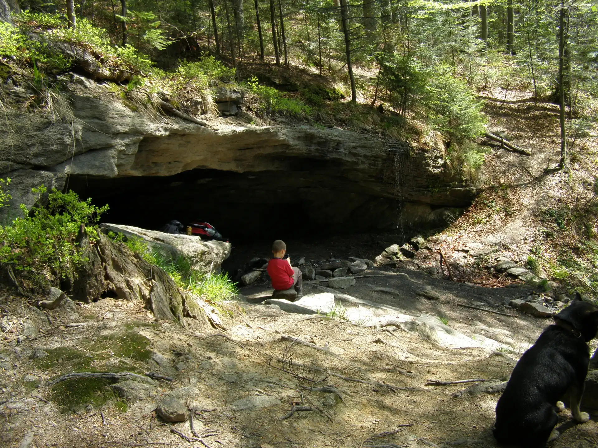 cave, trees, boy, doggy, Stones, viewes