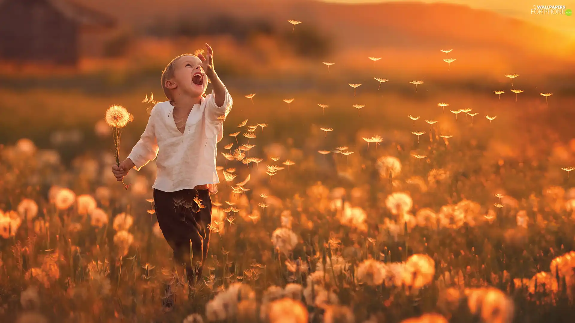 Kid, Meadow, dandelions, boy