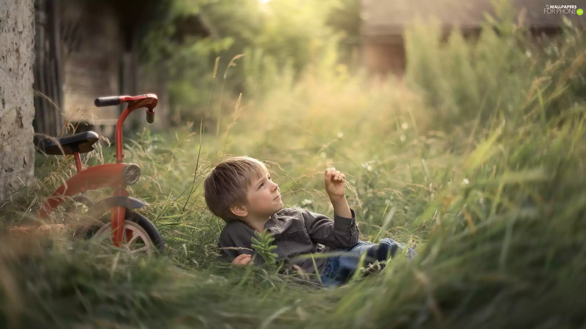 Kid, Bicycle, grass, boy