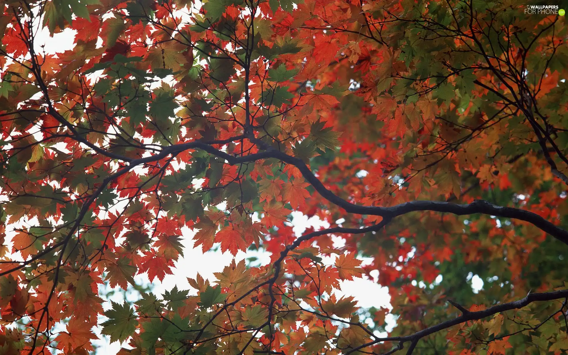 autumn, Leaf, branch, Red