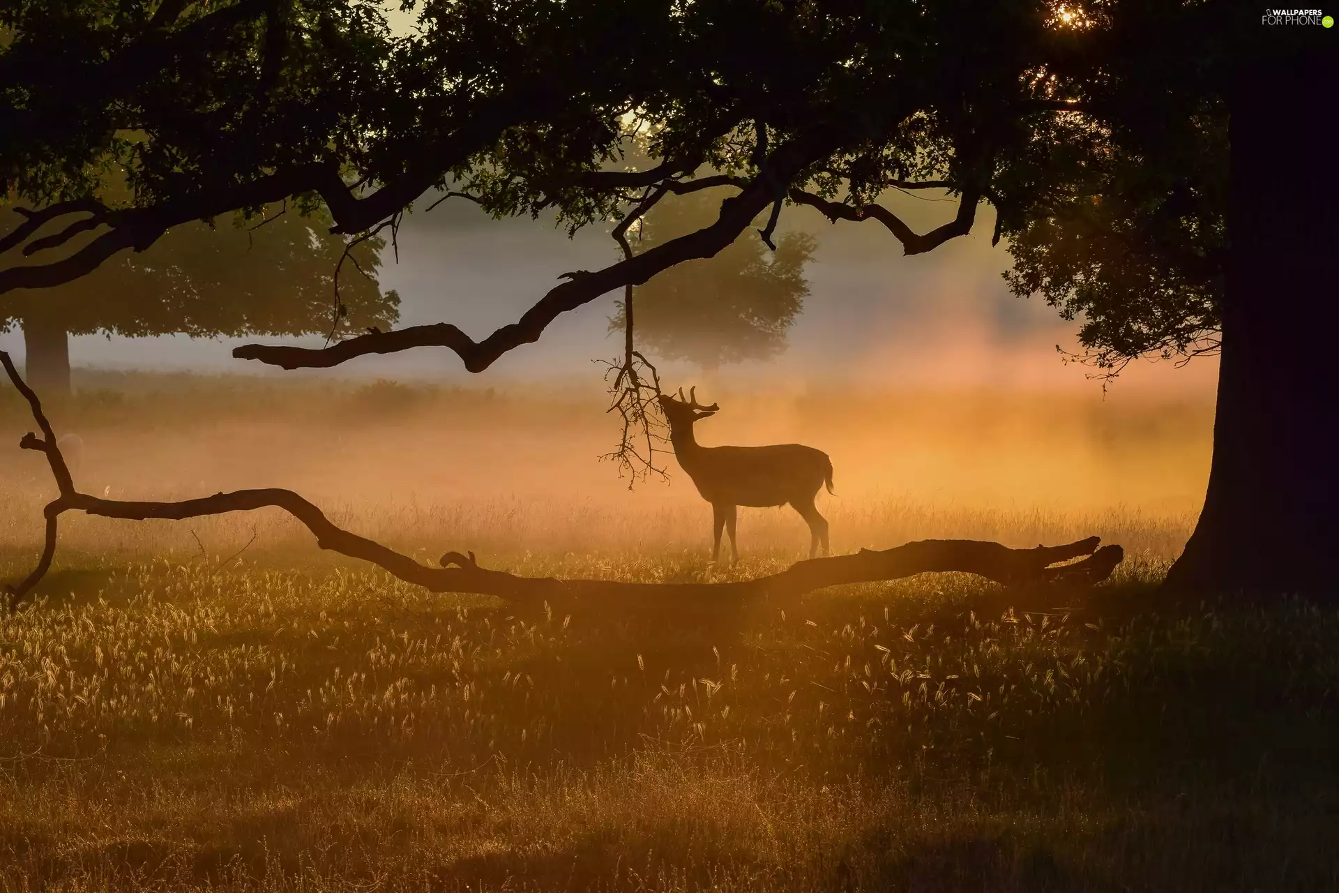 grass, Fog, trees, branch pics, deer