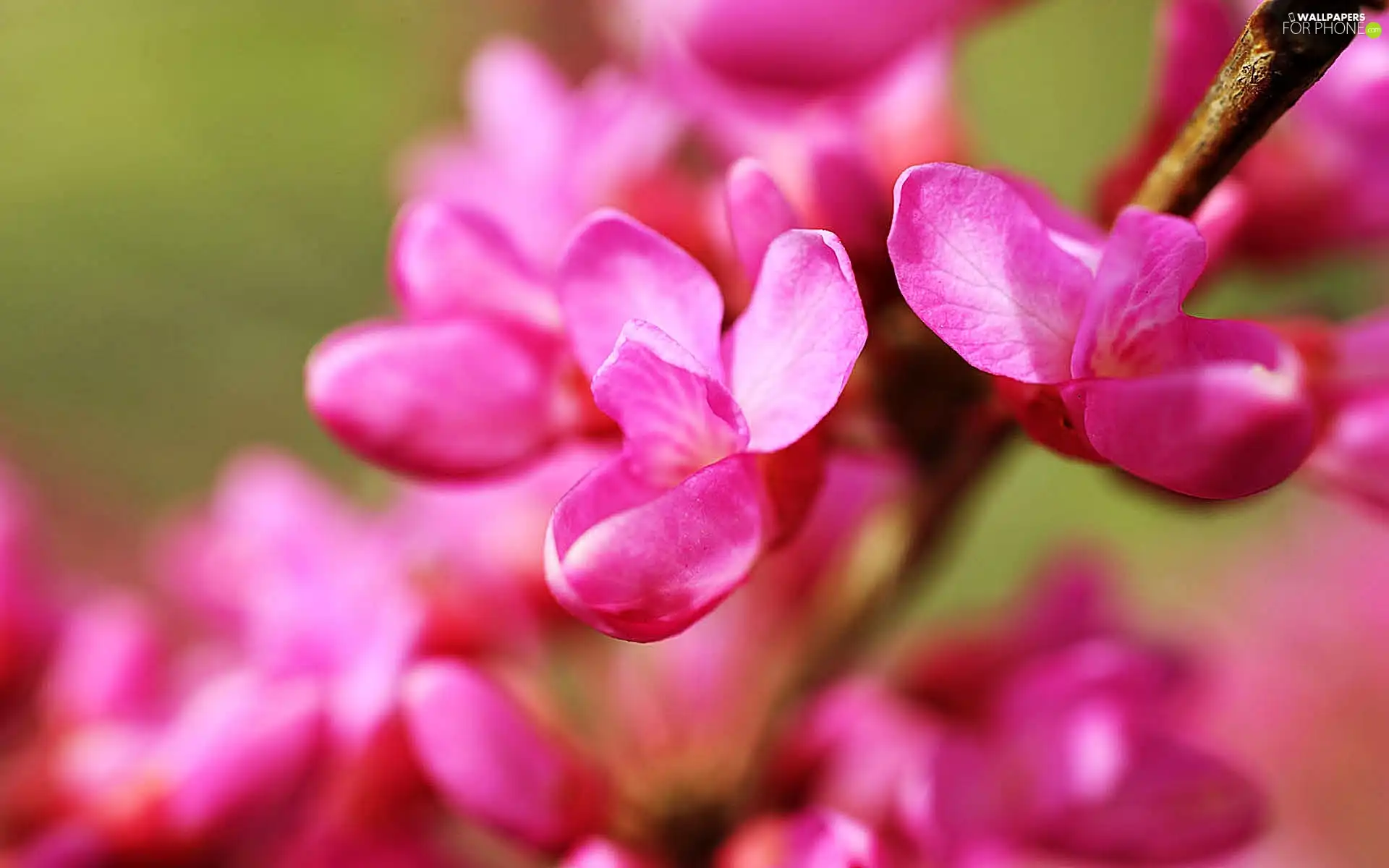 branch, Pink, Flowers