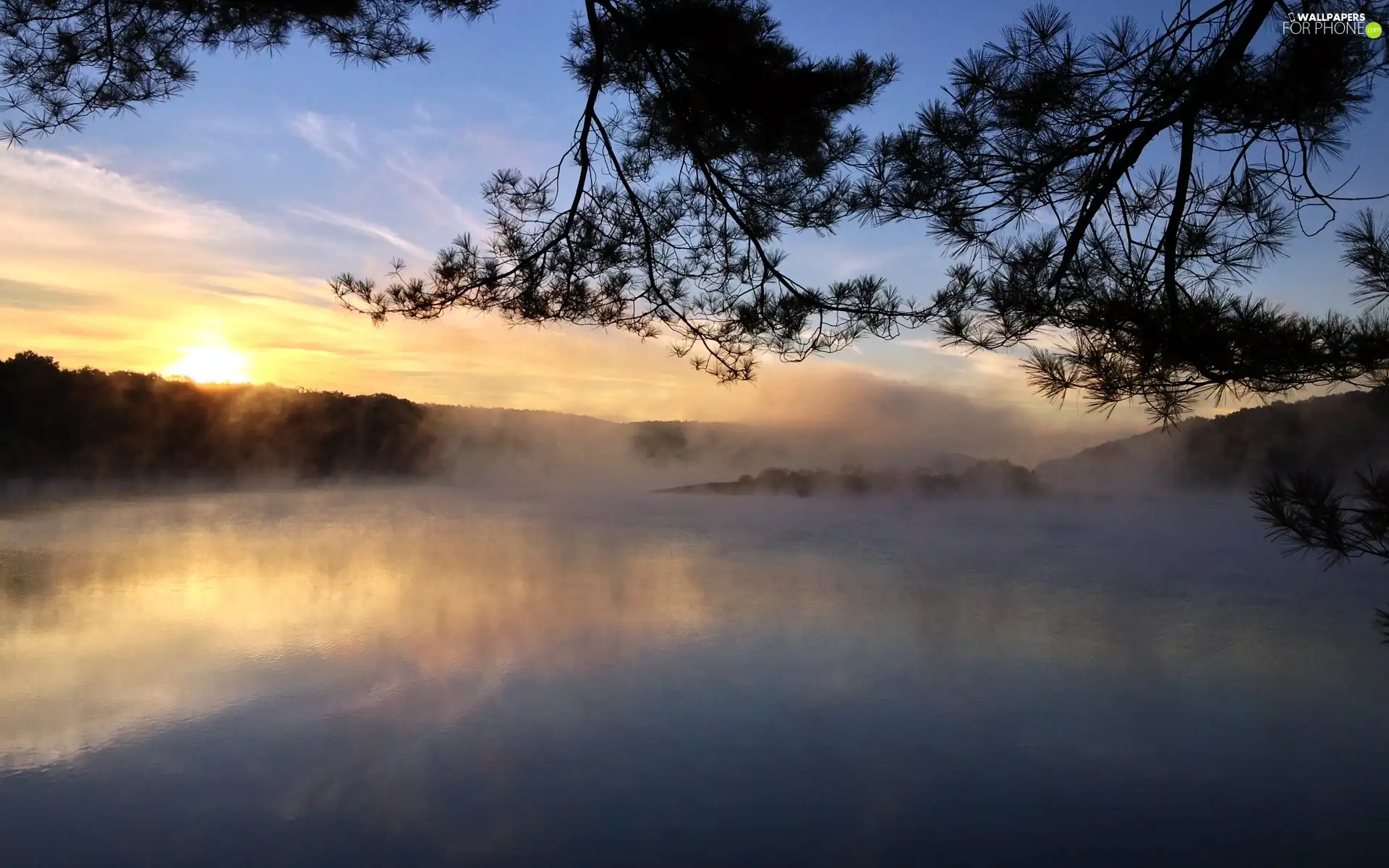 branch, lake, Fog