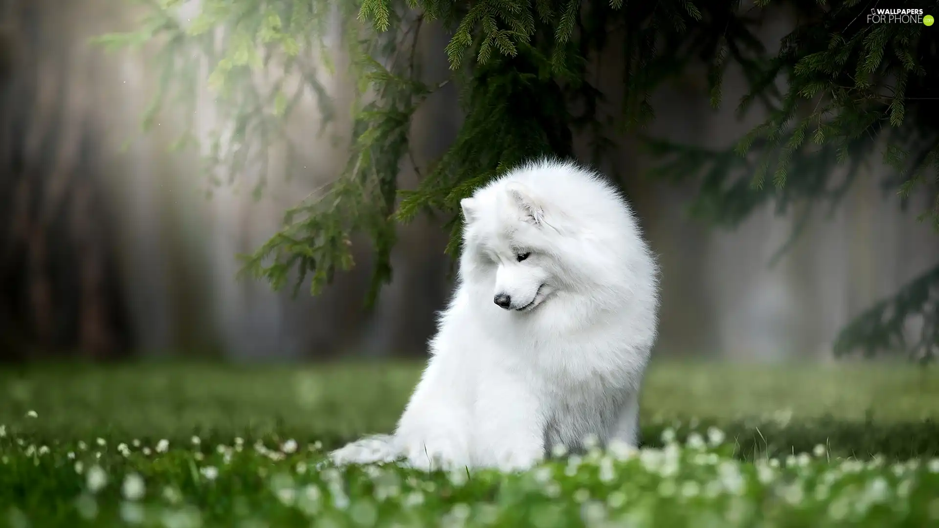 dog, branch pics, grass, Samojed