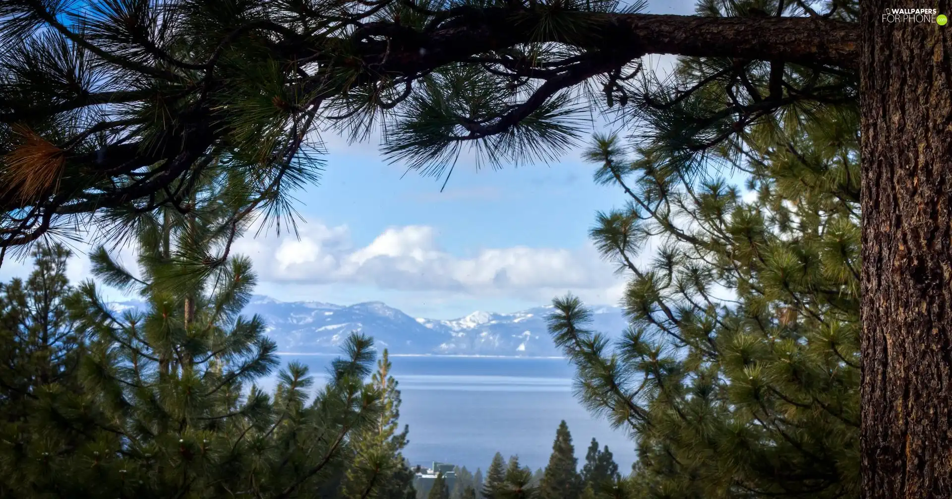 sea, trees, branch pics, Mountains