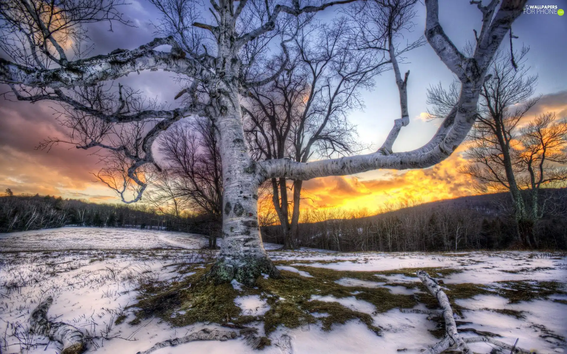 snow, viewes, branch pics, trees