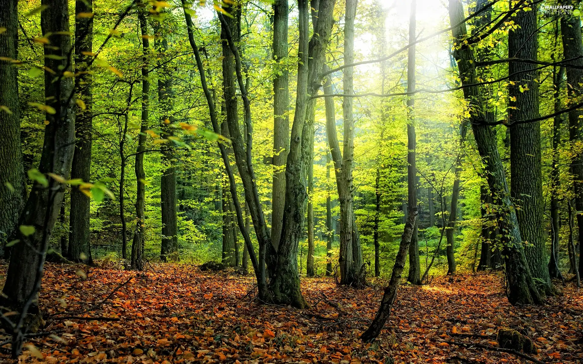 trees, Leaf, branch pics, viewes