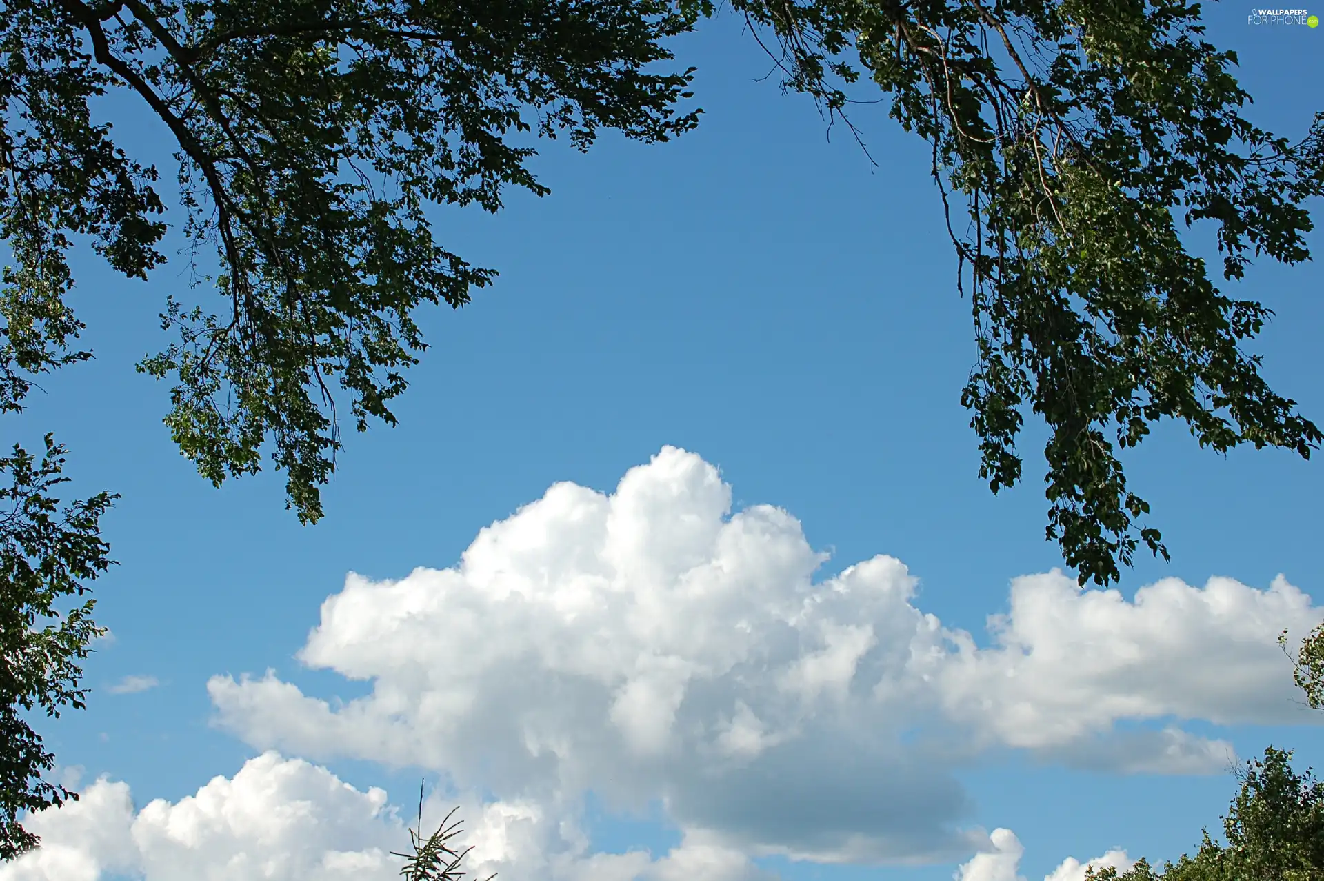 trees, clouds, branch pics