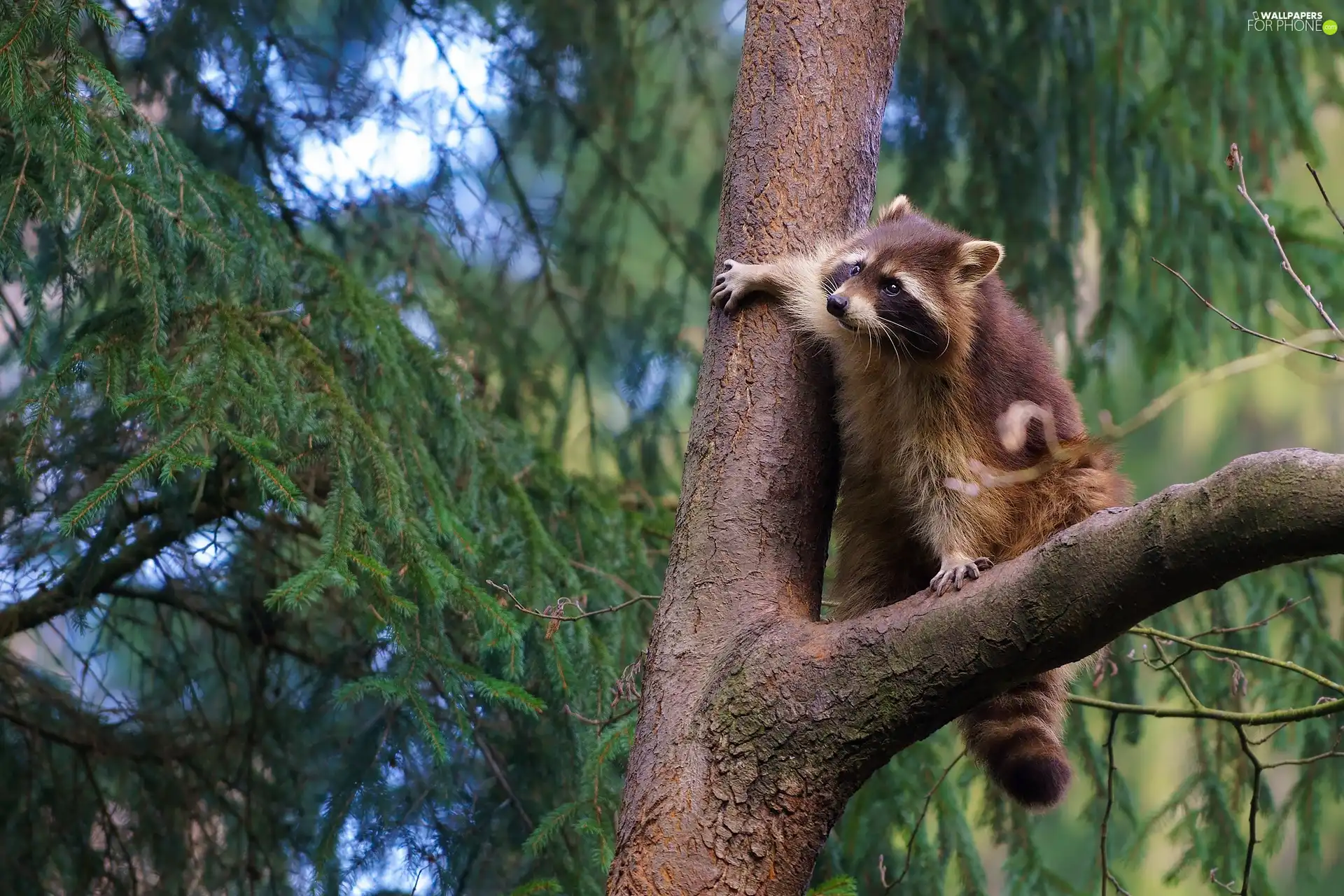 branch, raccoon, trees