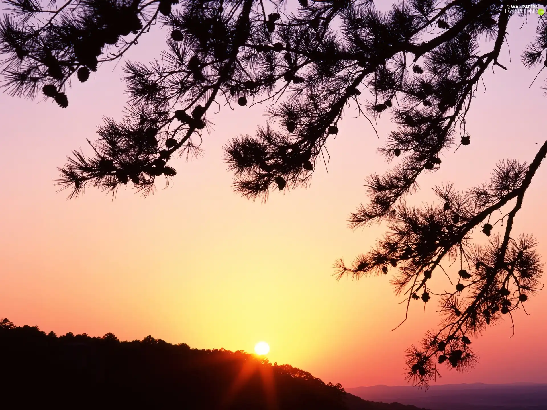 west, rays, branch pics, sun