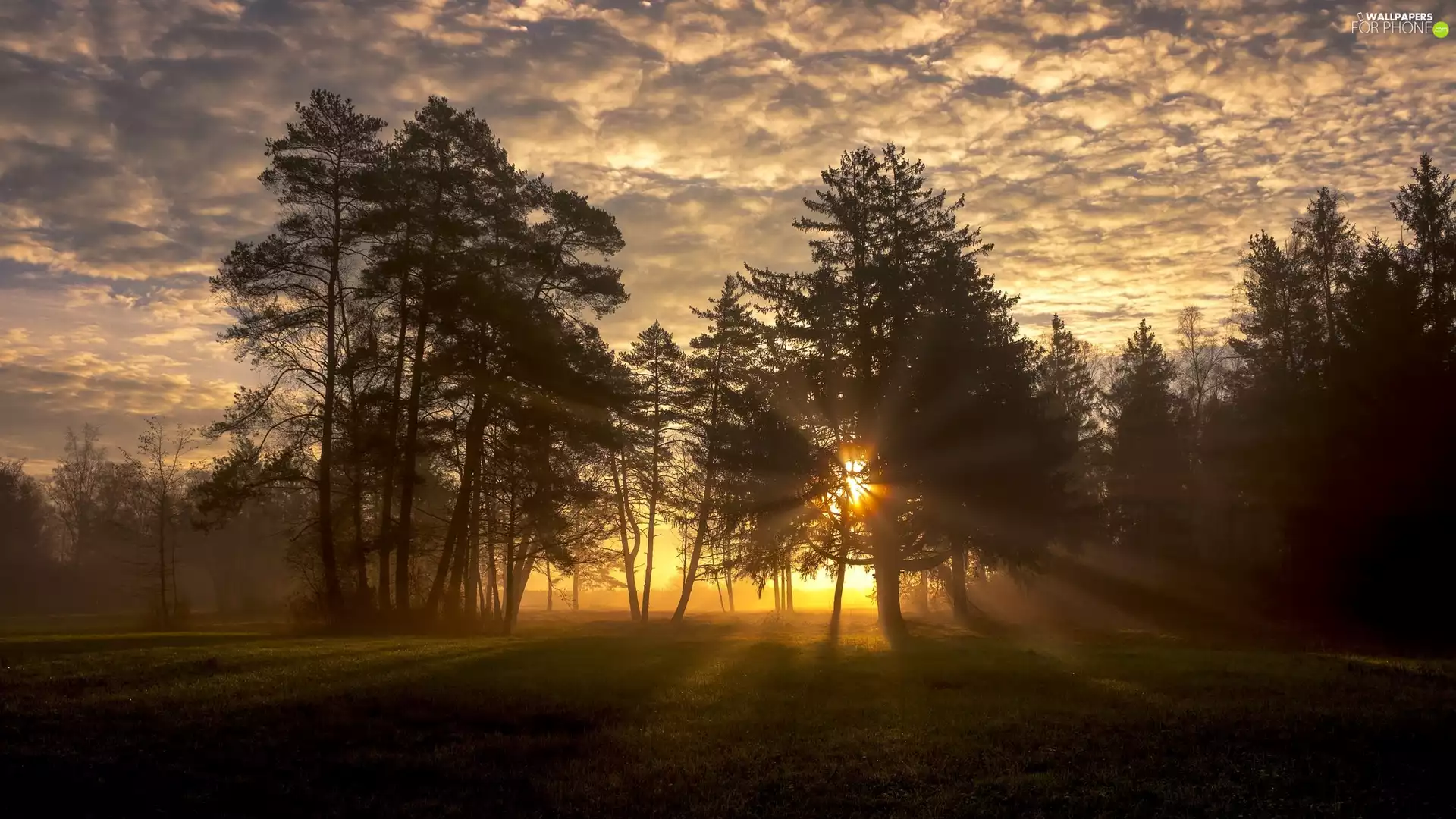 trees, clouds, light breaking through sky, viewes
