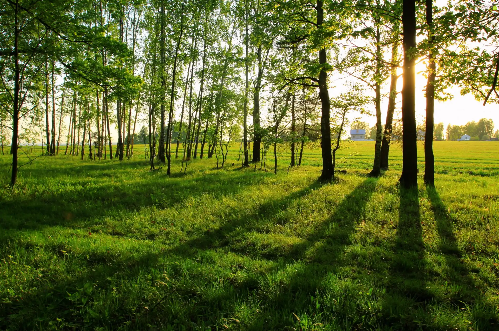 Meadow, viewes, light breaking through sky, trees