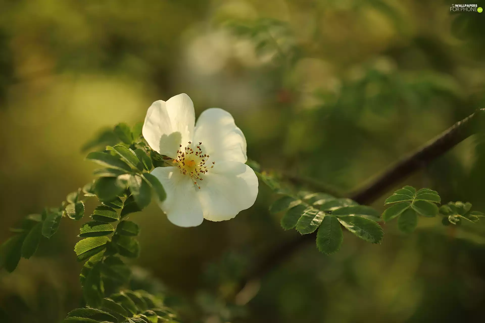 Colourfull Flowers, White, Briar