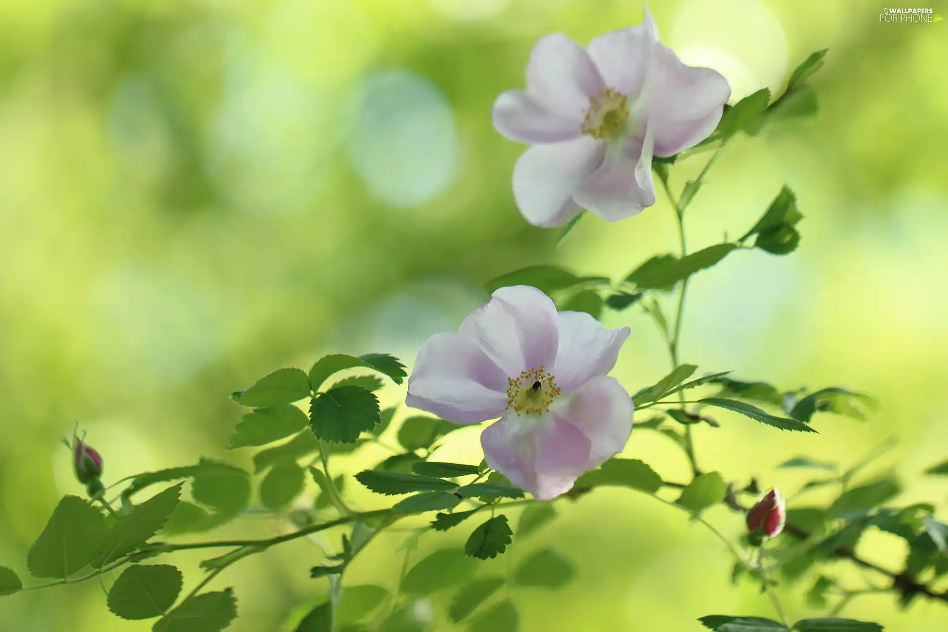 Briar, Flowers