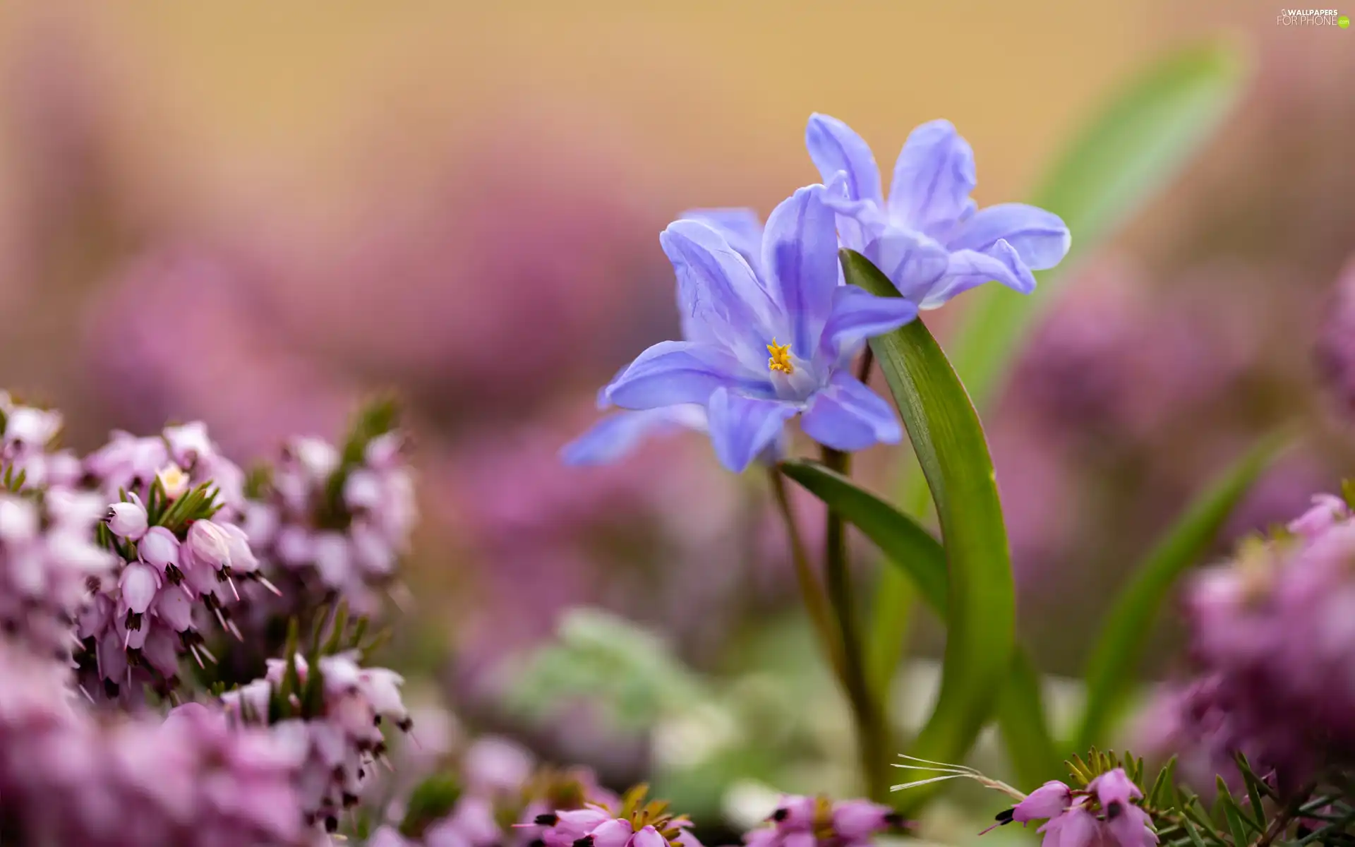 Briar, Flowers, squill