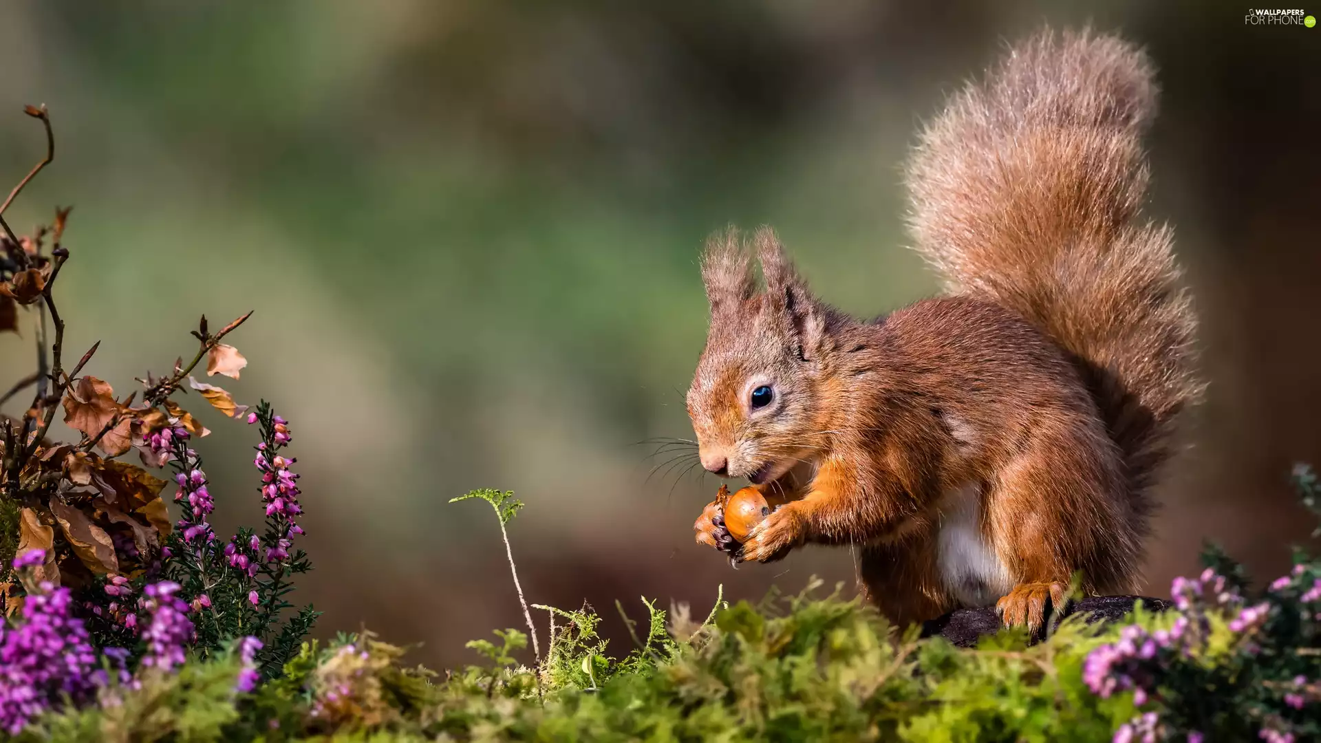 Moss, Briar, squirrel, nut, Ginger