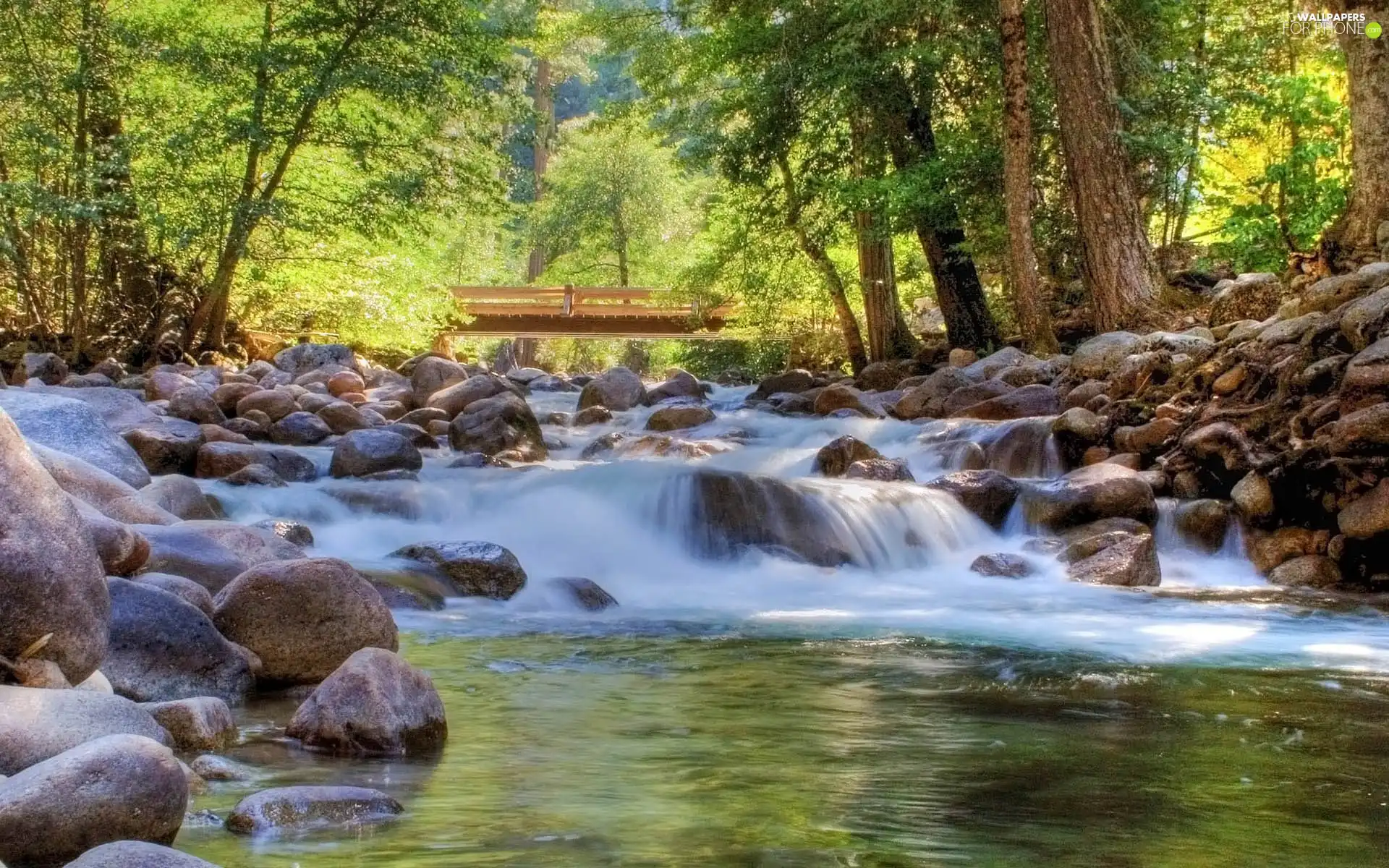 forest, Stones, bridge, River