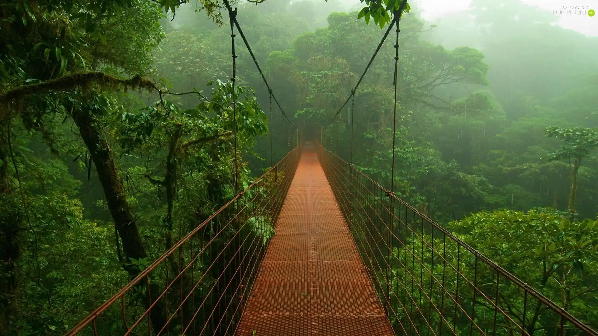 jungle, bridge