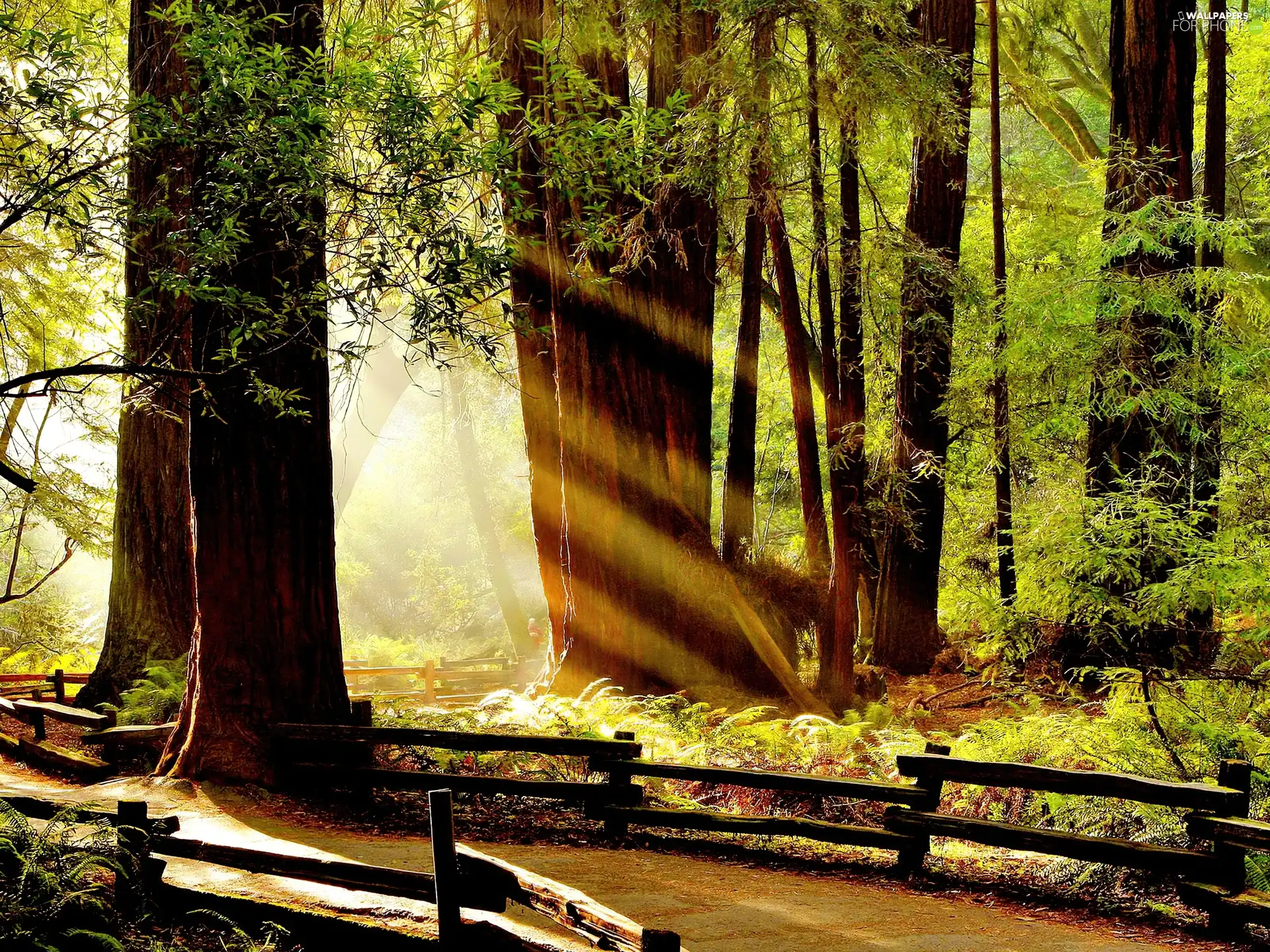 forest, sun, bridges, rays