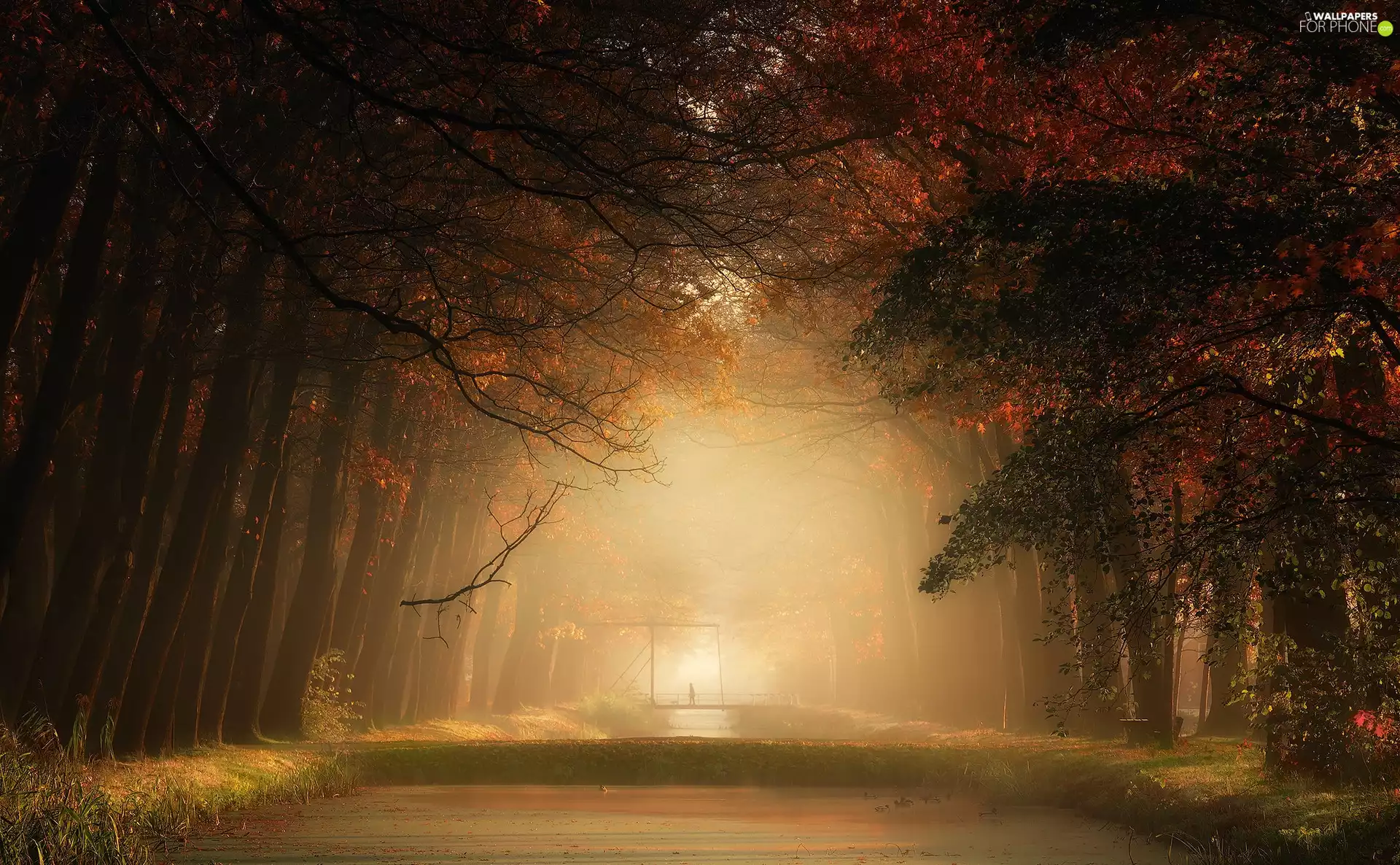 viewes, autumn, form, Fog, River, trees, forest, bridges