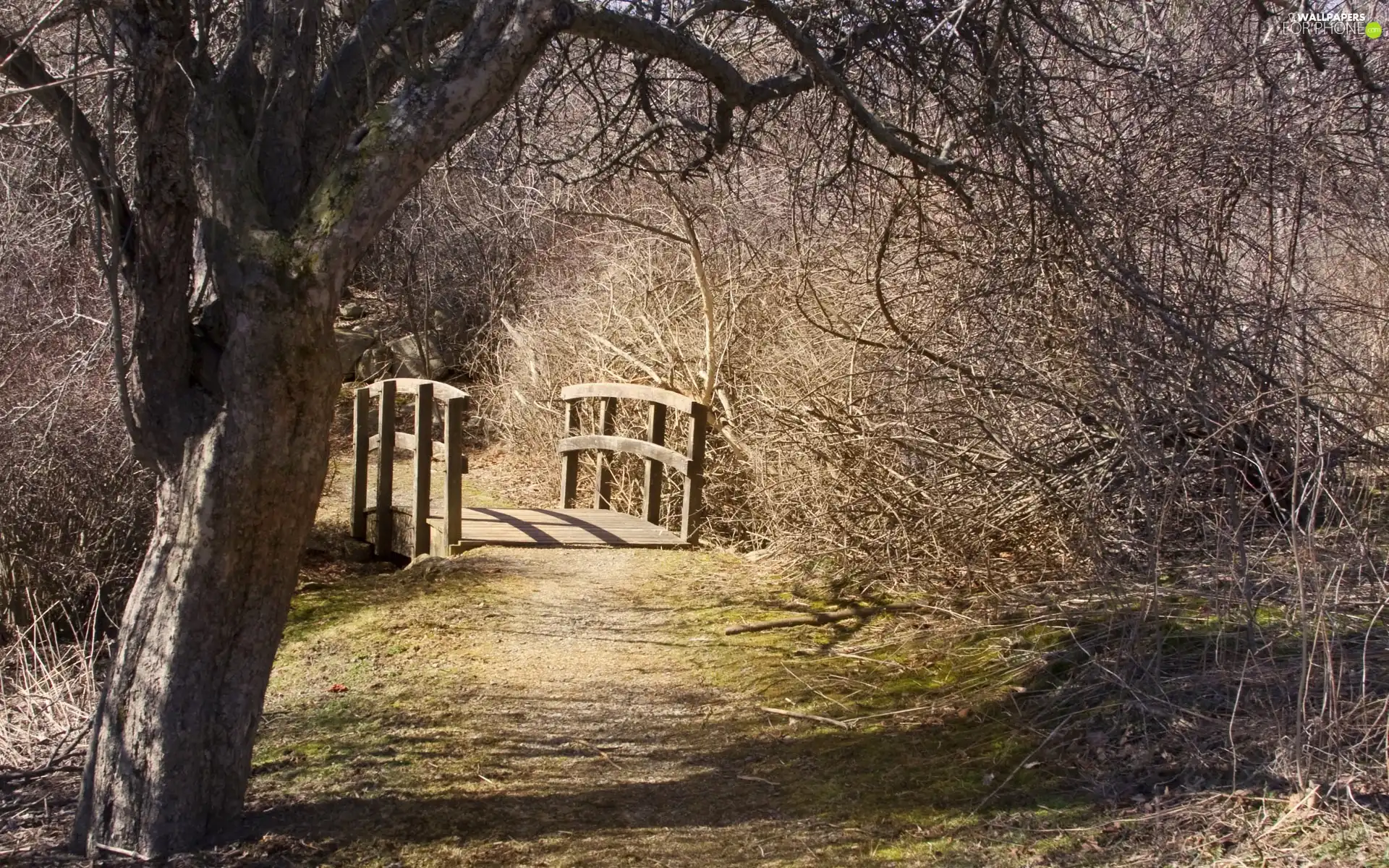 bridges, trees, viewes