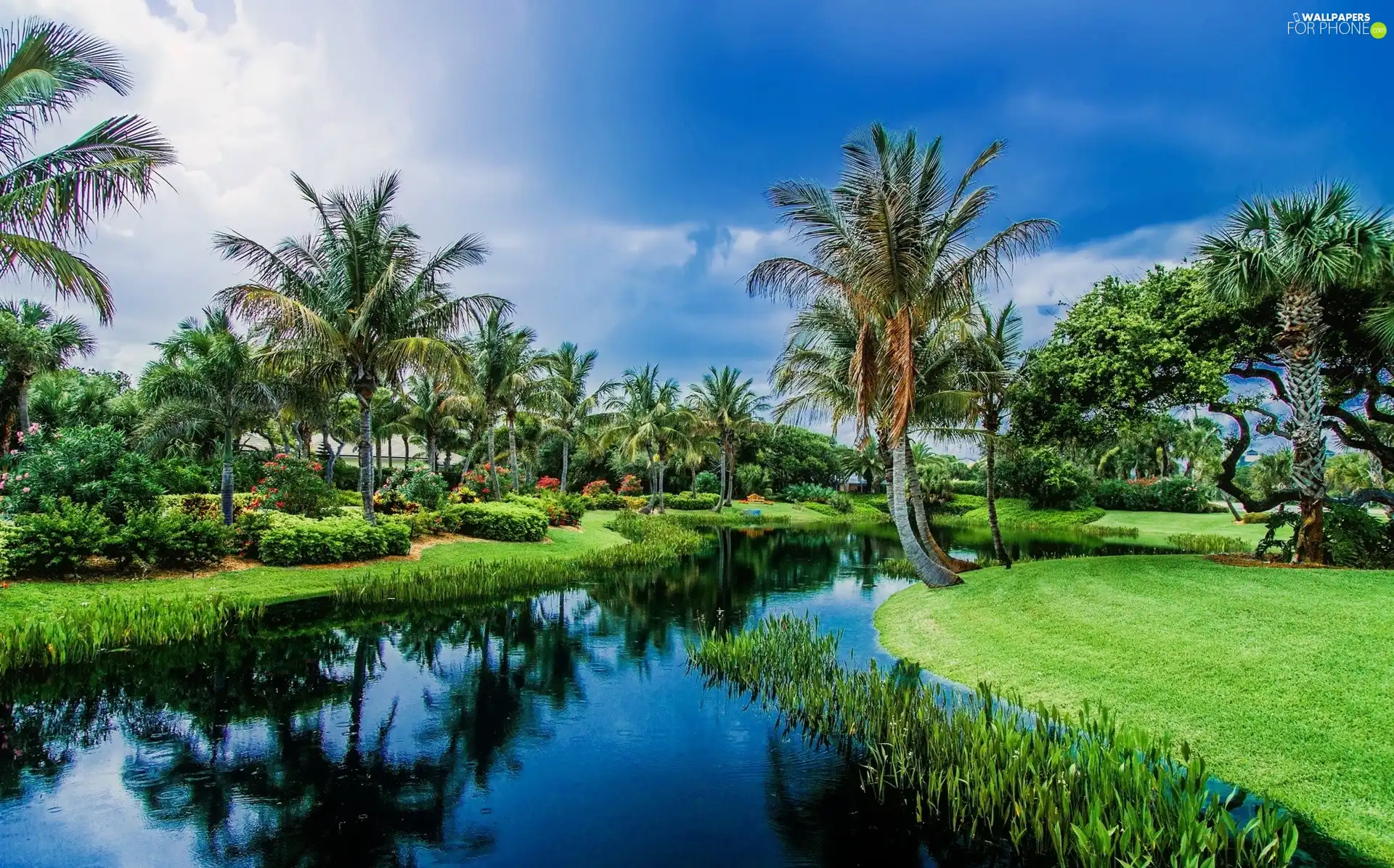 brook, Tropical, Palms