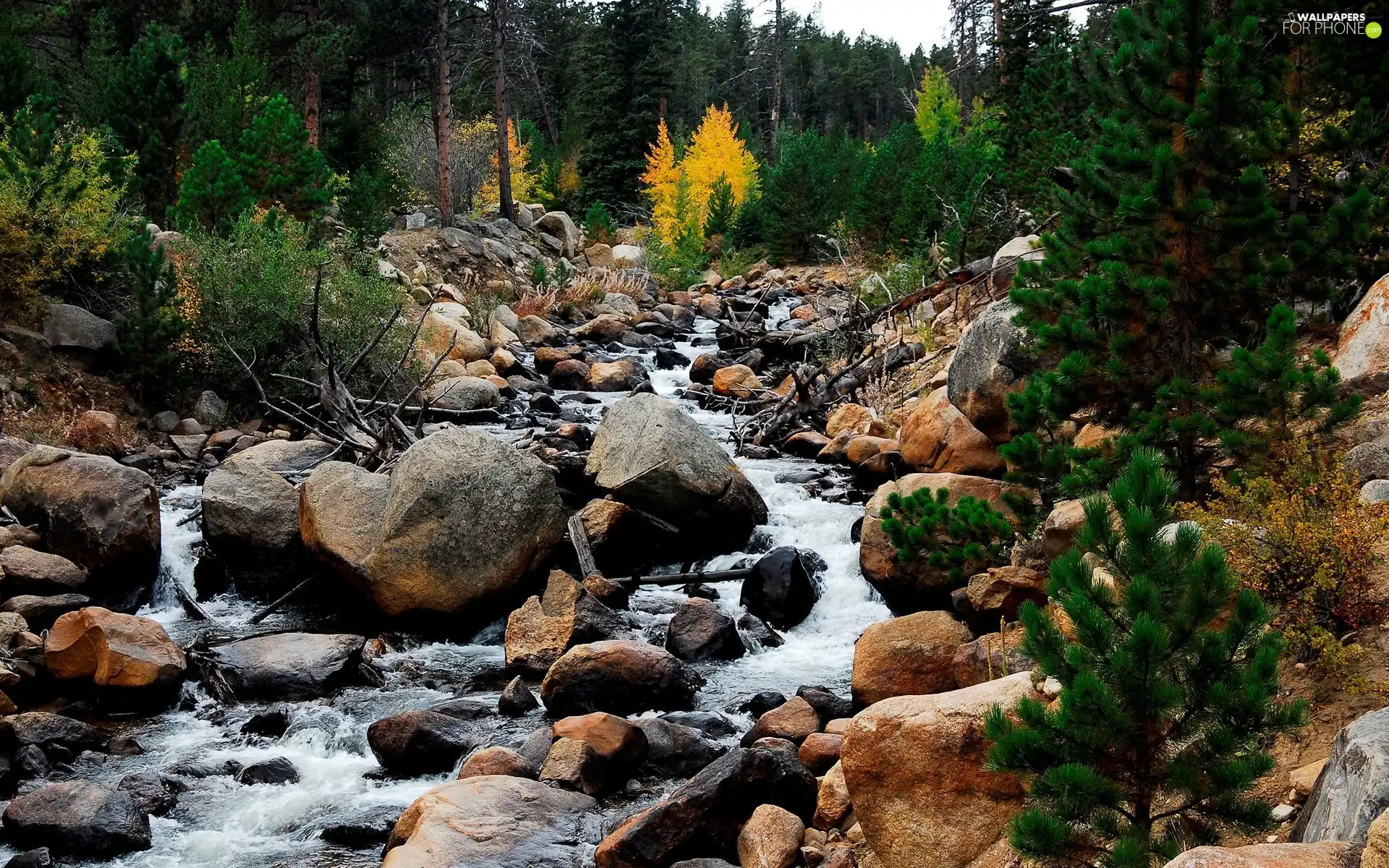 brook, forest, Stones