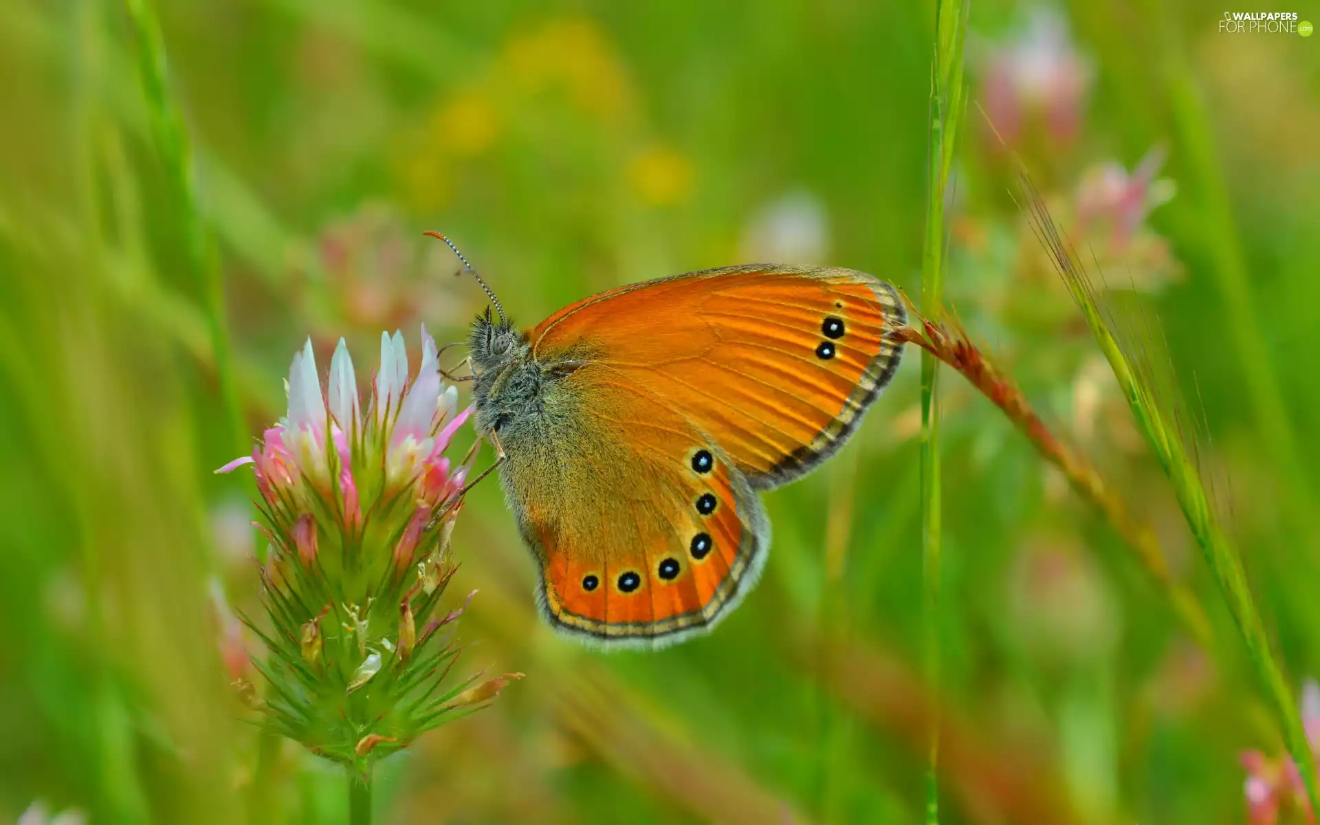 butterfly, Close, trefoil, Brown, Colourfull Flowers