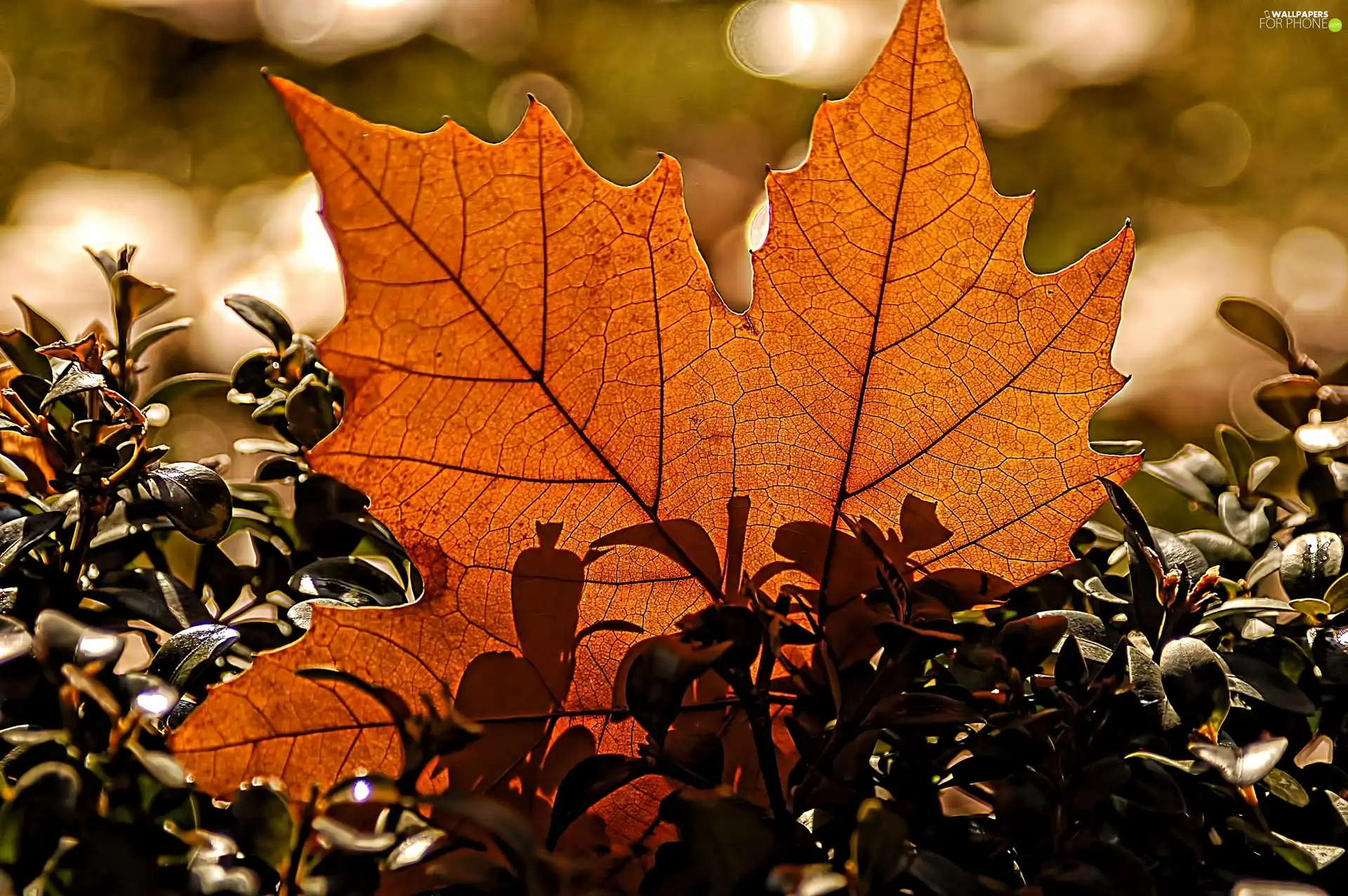 brown, leaf, maple