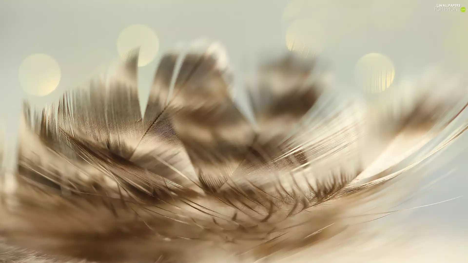 shaded, pen, Close, Brown and white