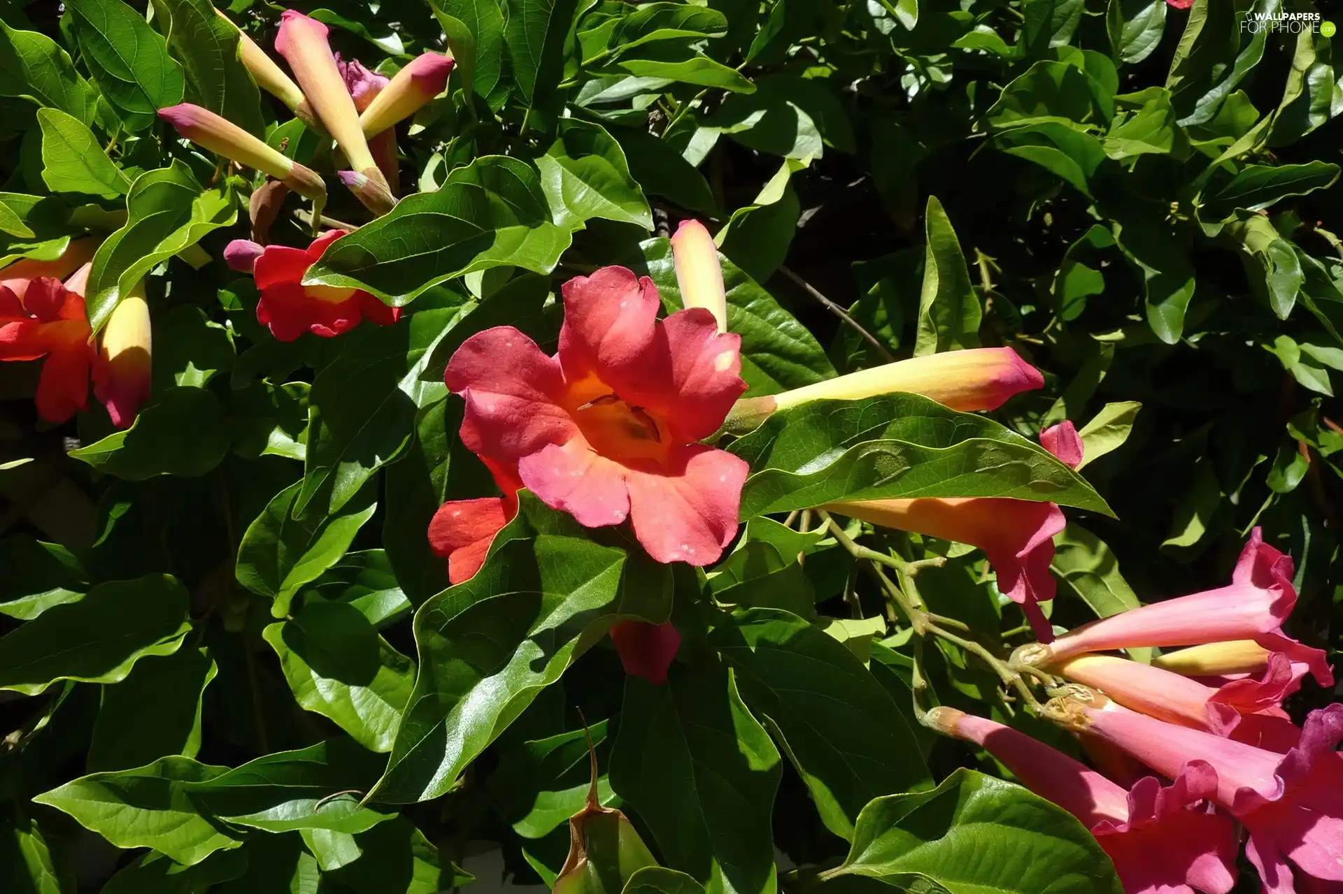 Bush, Brugmansia