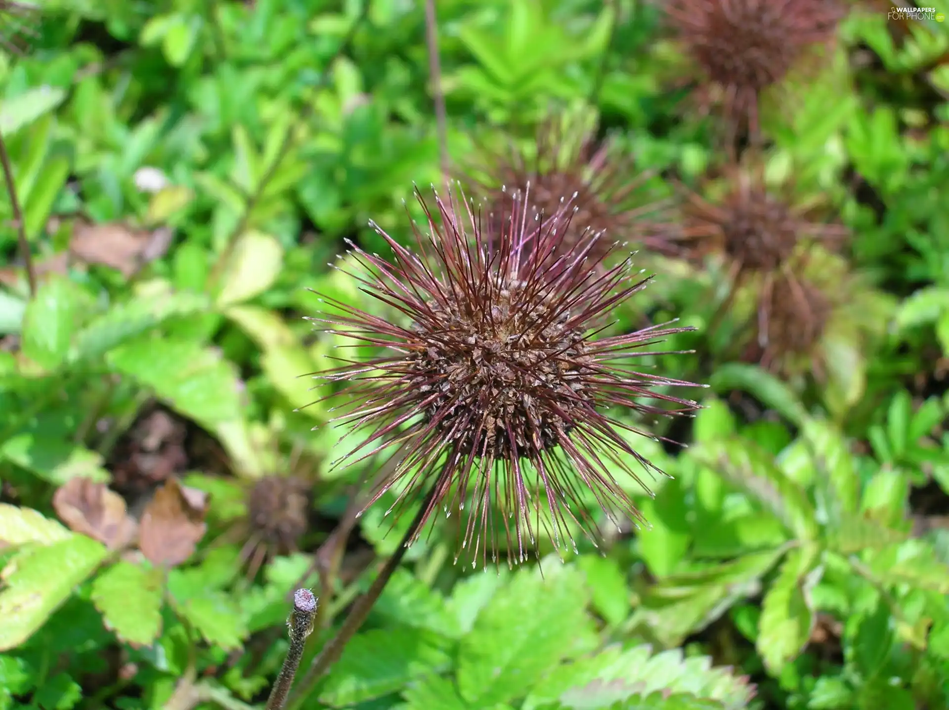 head, Aceny Buchanana