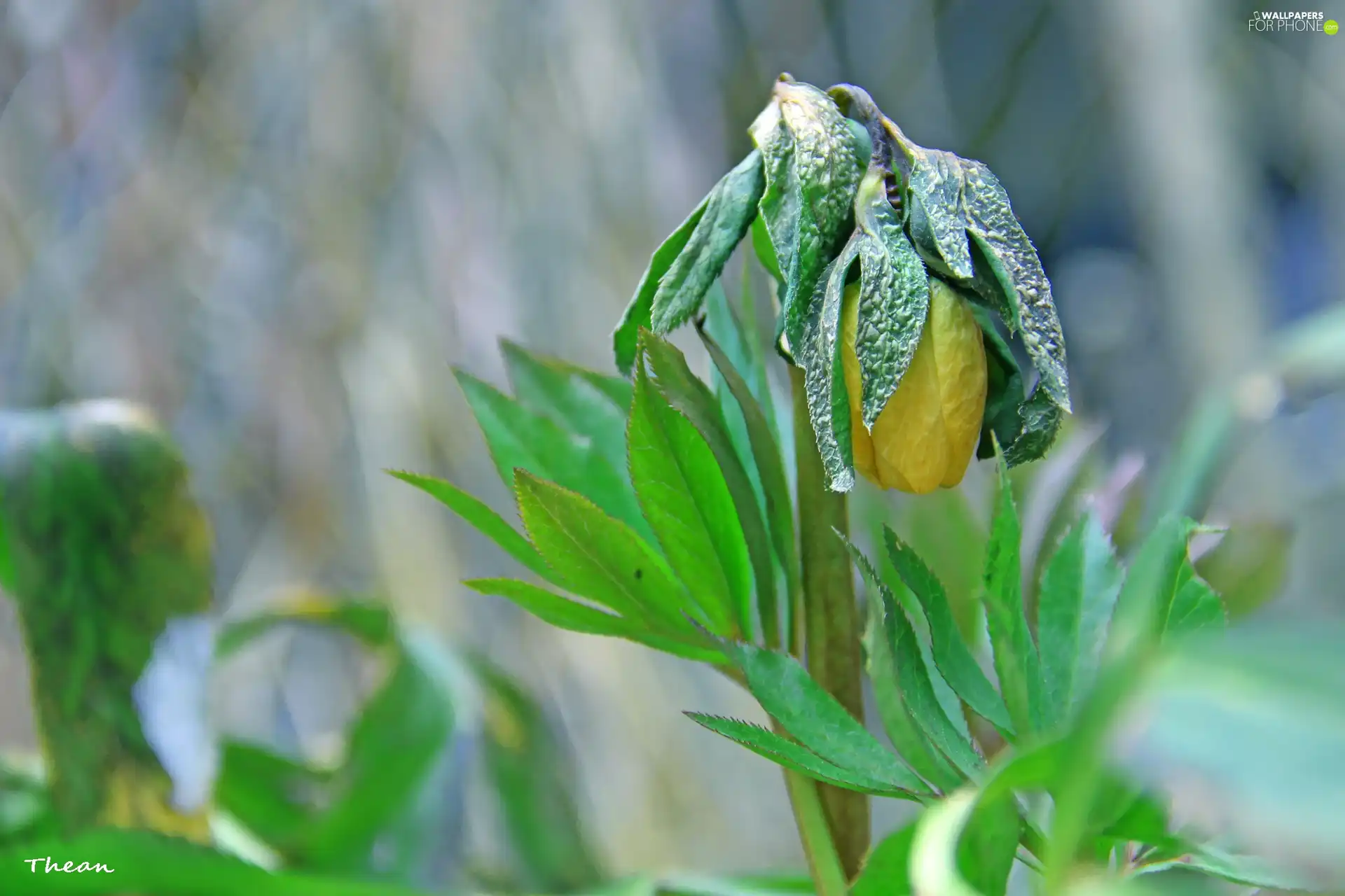 anemone, bud