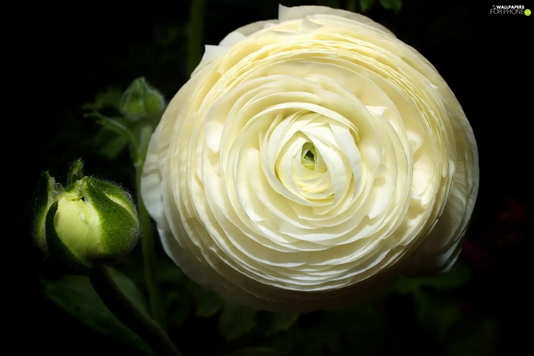 bud, White, buttercup