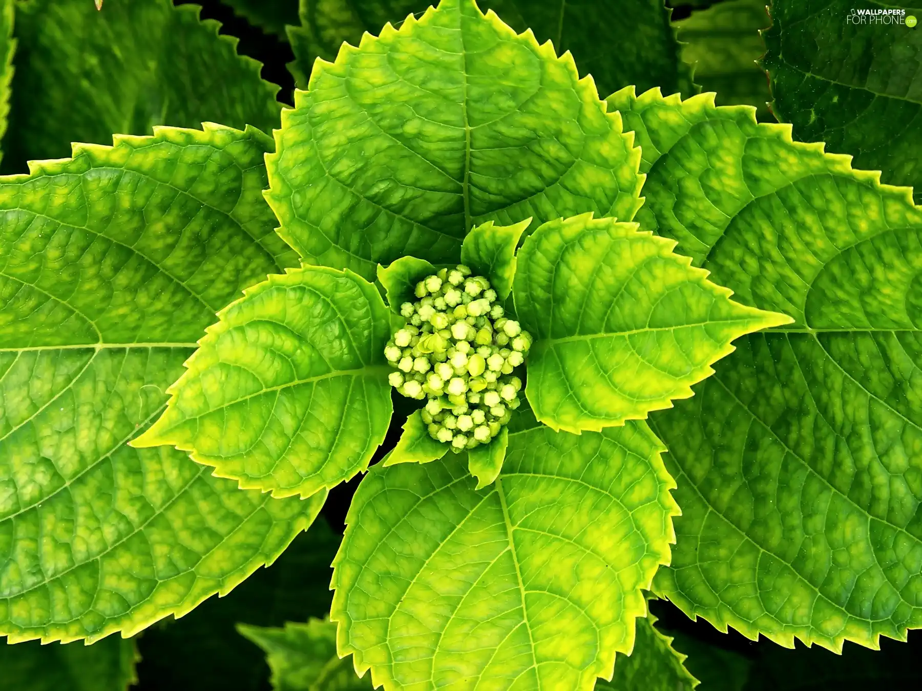 hydrangea, bud