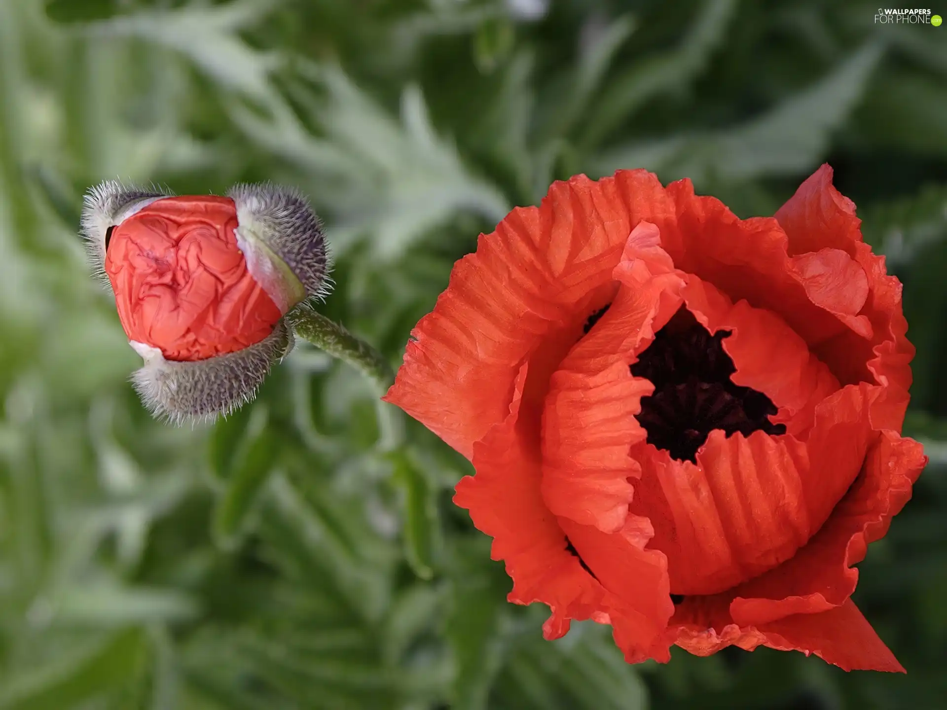 bud, Red, papavers