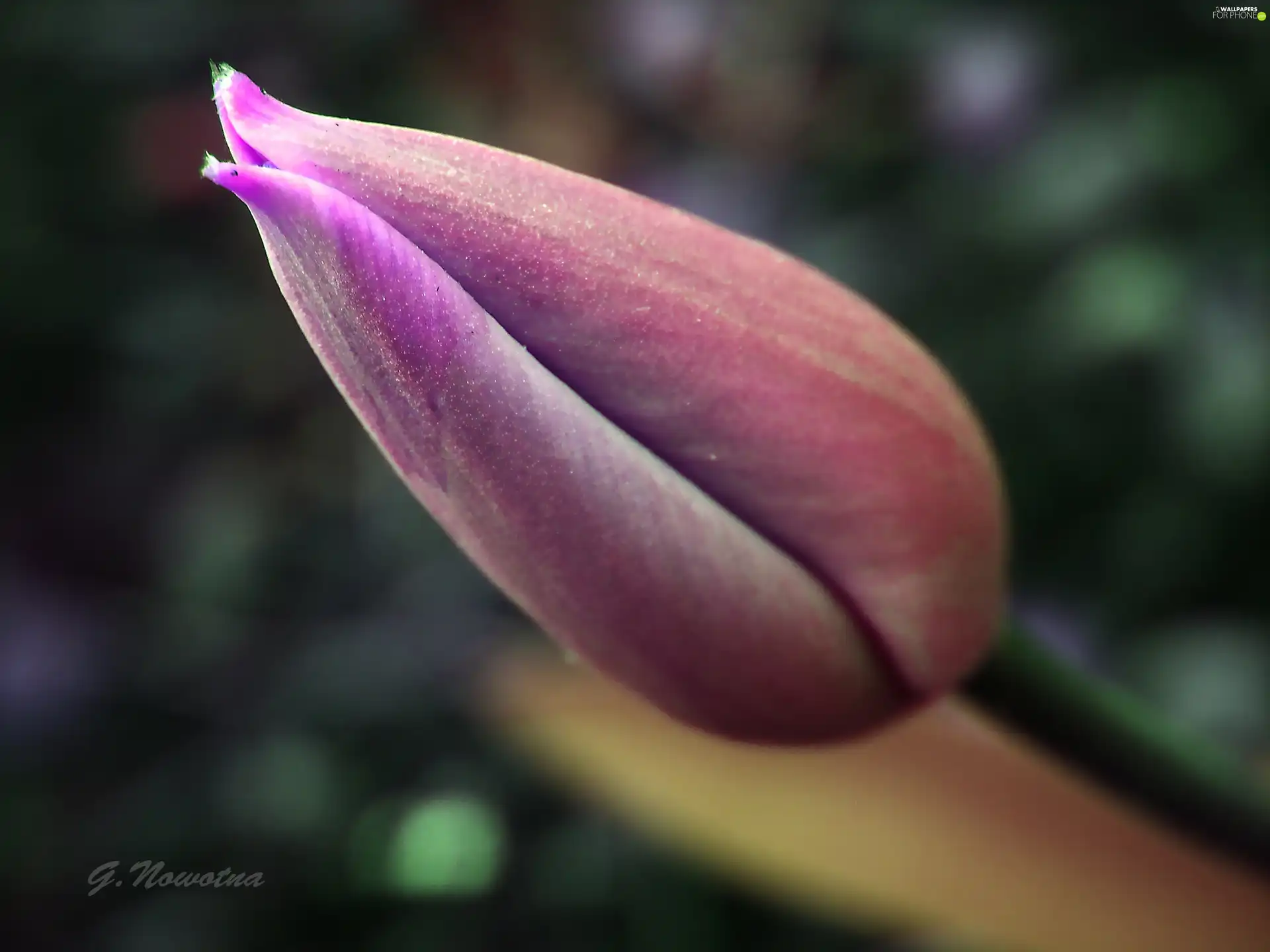 tulip, bud