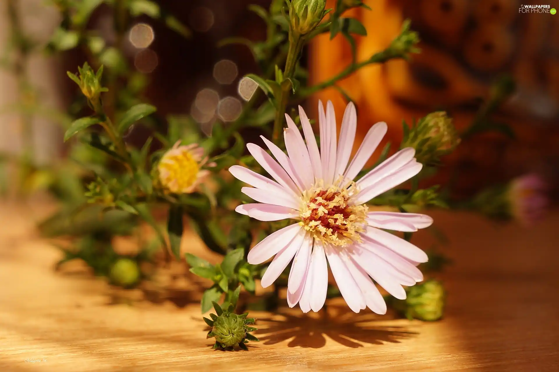 Aster, Buds