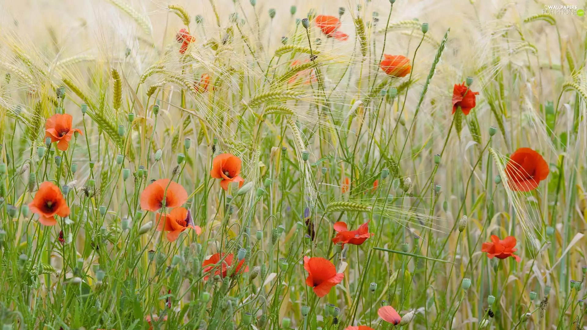 papavers, Buds, corn, Flowers, Meadow