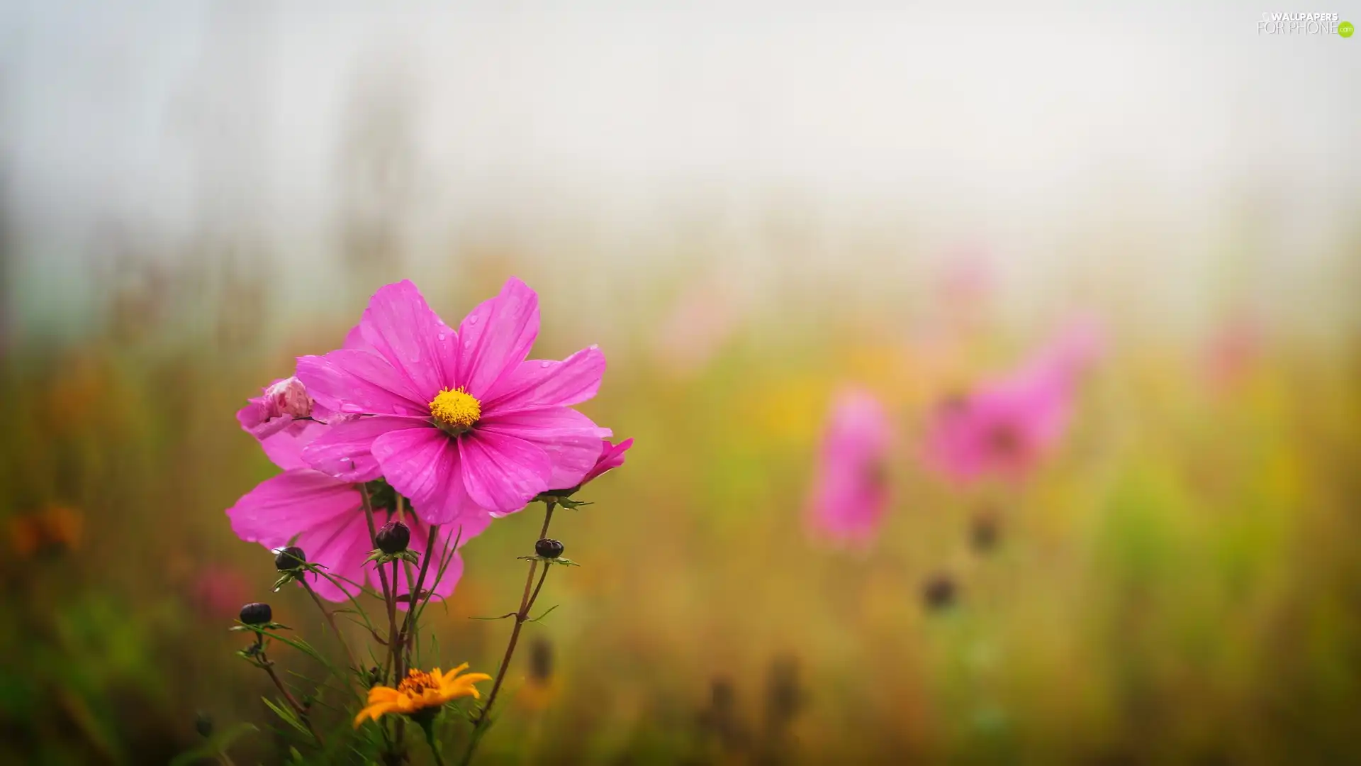 Buds, Pink, Cosmos