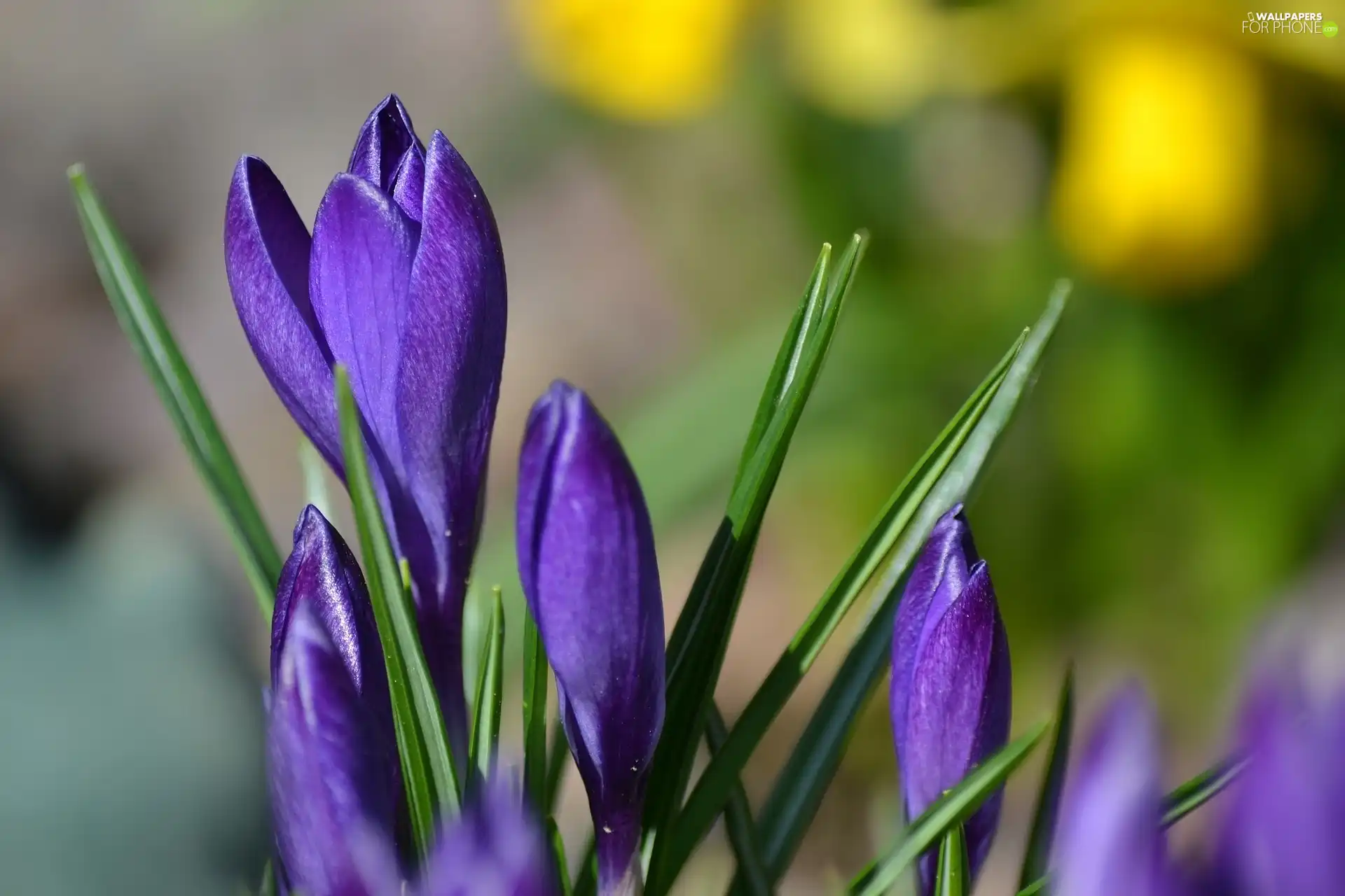 Buds, purple, crocuses